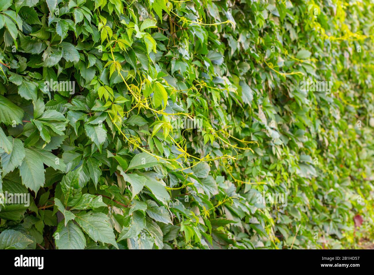 Parthenocissus inserta is a tree liana of the genus Maiden grape green foliage from North America. Greening the fence with pretending plants, backgrou Stock Photo