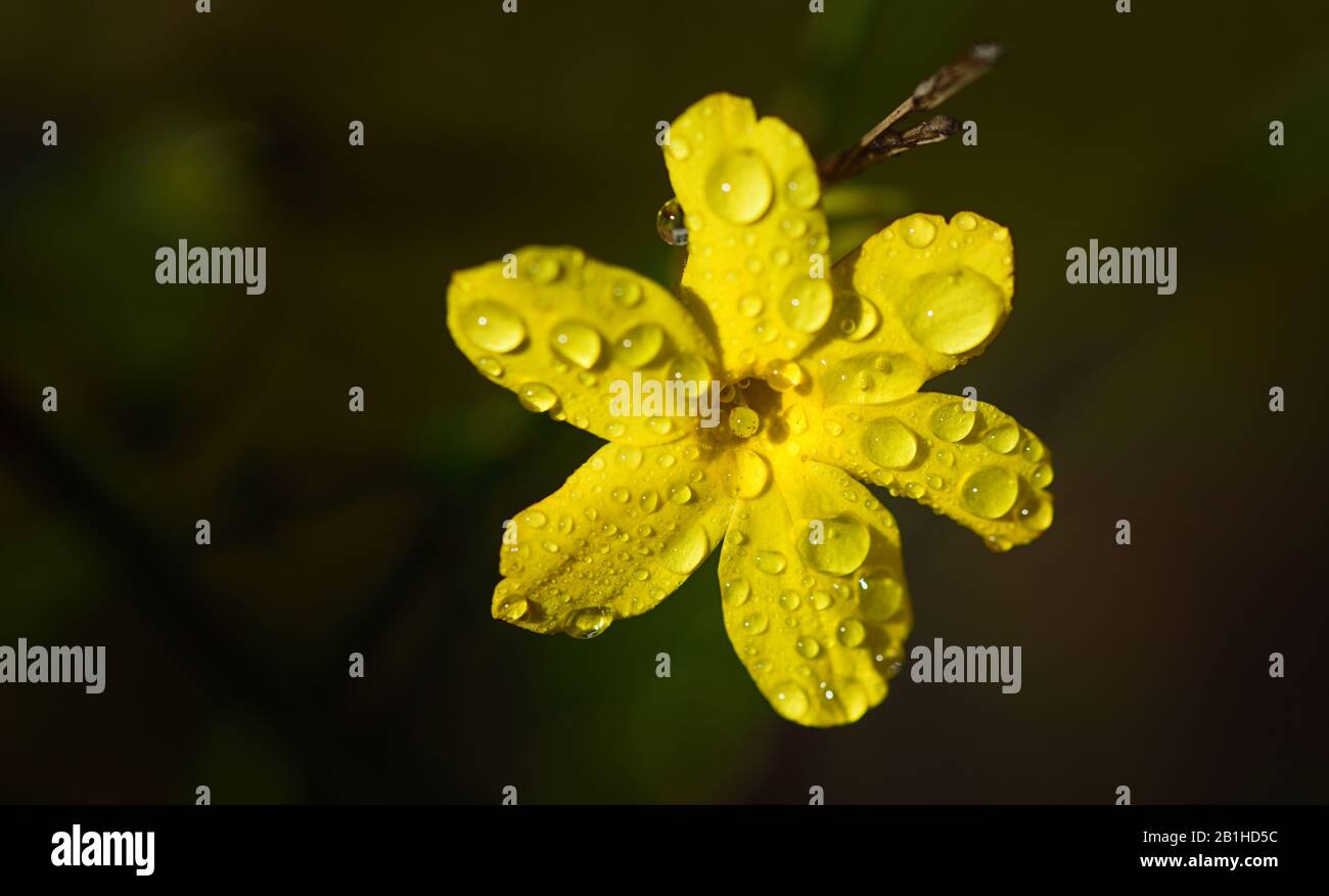 Close-up of a small yellow flower that glows with drops of water against a dark background in spring Stock Photo