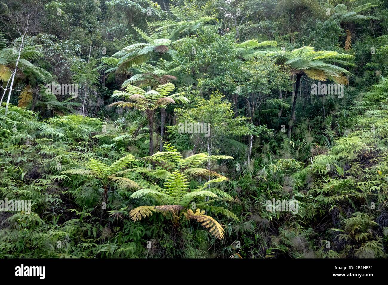 Rainforest, with many tree ferns building a dense undergrowth for other ...