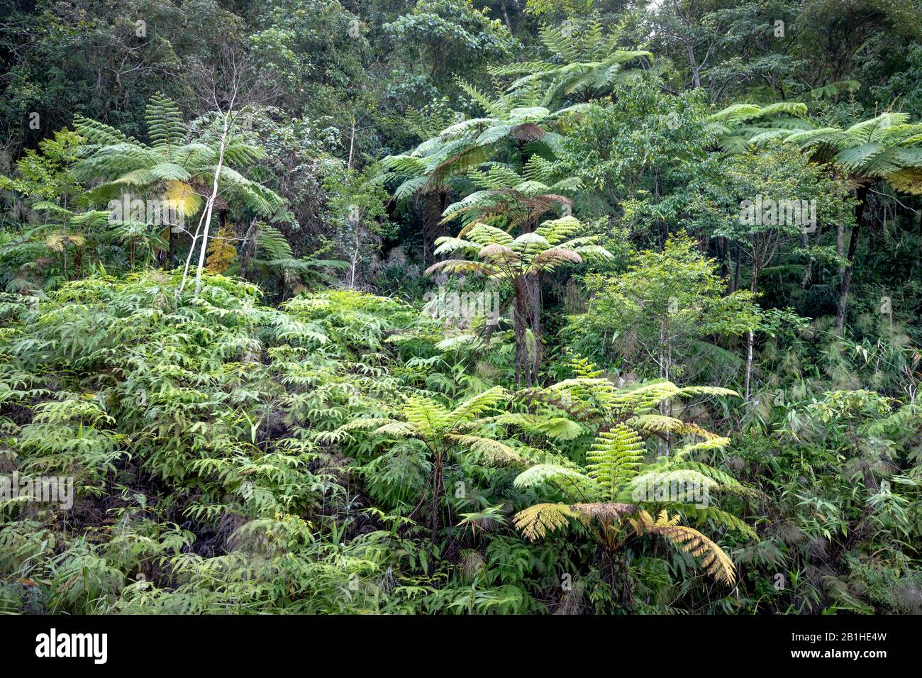 Rainforest, with many tree ferns building a dense undergrowth for other ...