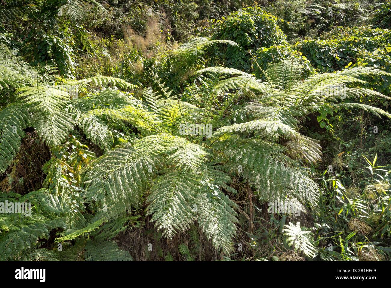 Rainforest, with many tree ferns building a dense undergrowth for other ...