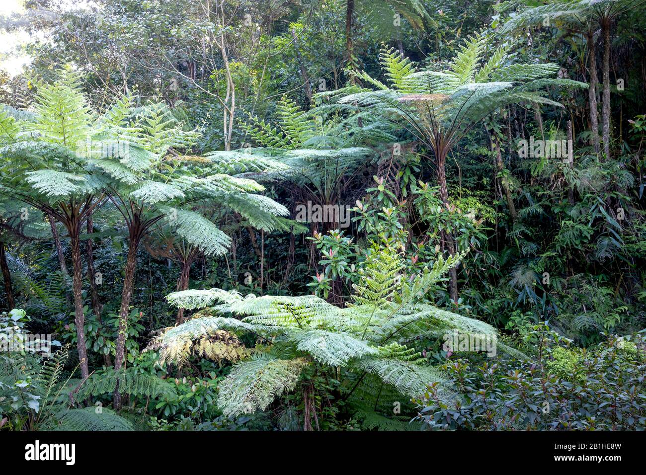 Rainforest, with many tree ferns building a dense undergrowth for other ...