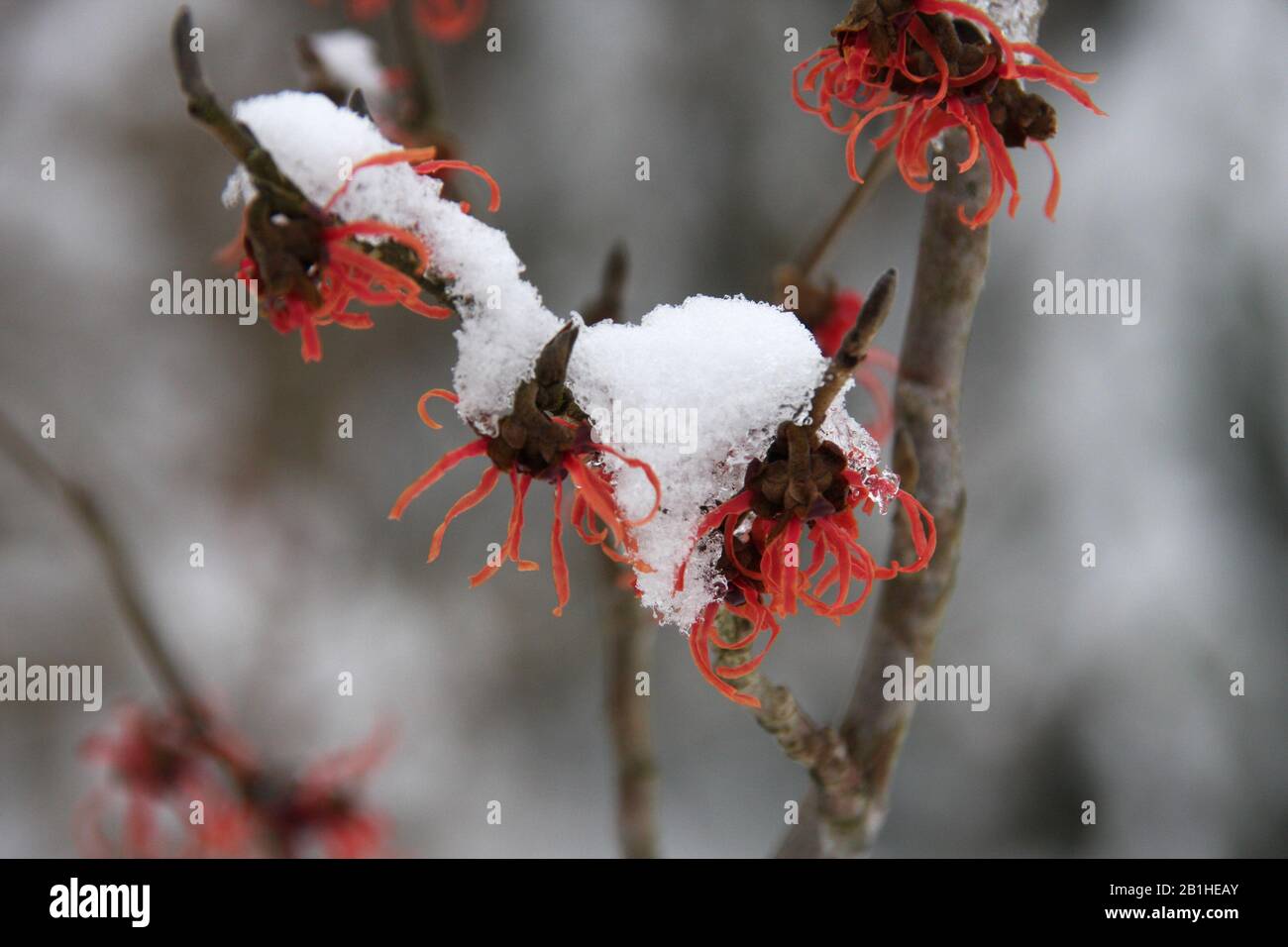 Red flowers of hamamelis vernalis witch hazel covered in snow against blurred background, close up selective focus early february Stock Photo