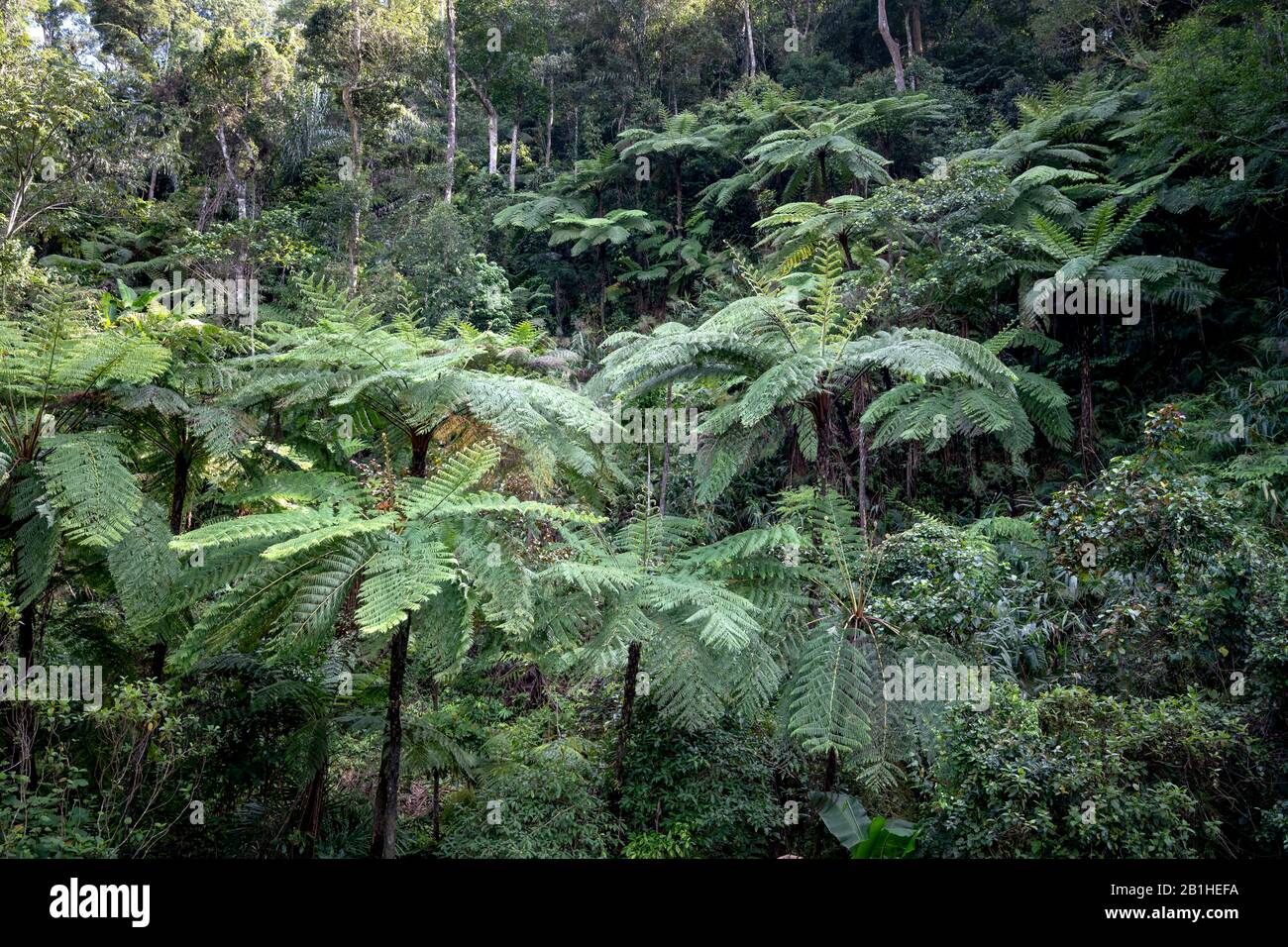 Rainforest, with many tree ferns building a dense undergrowth for other ...