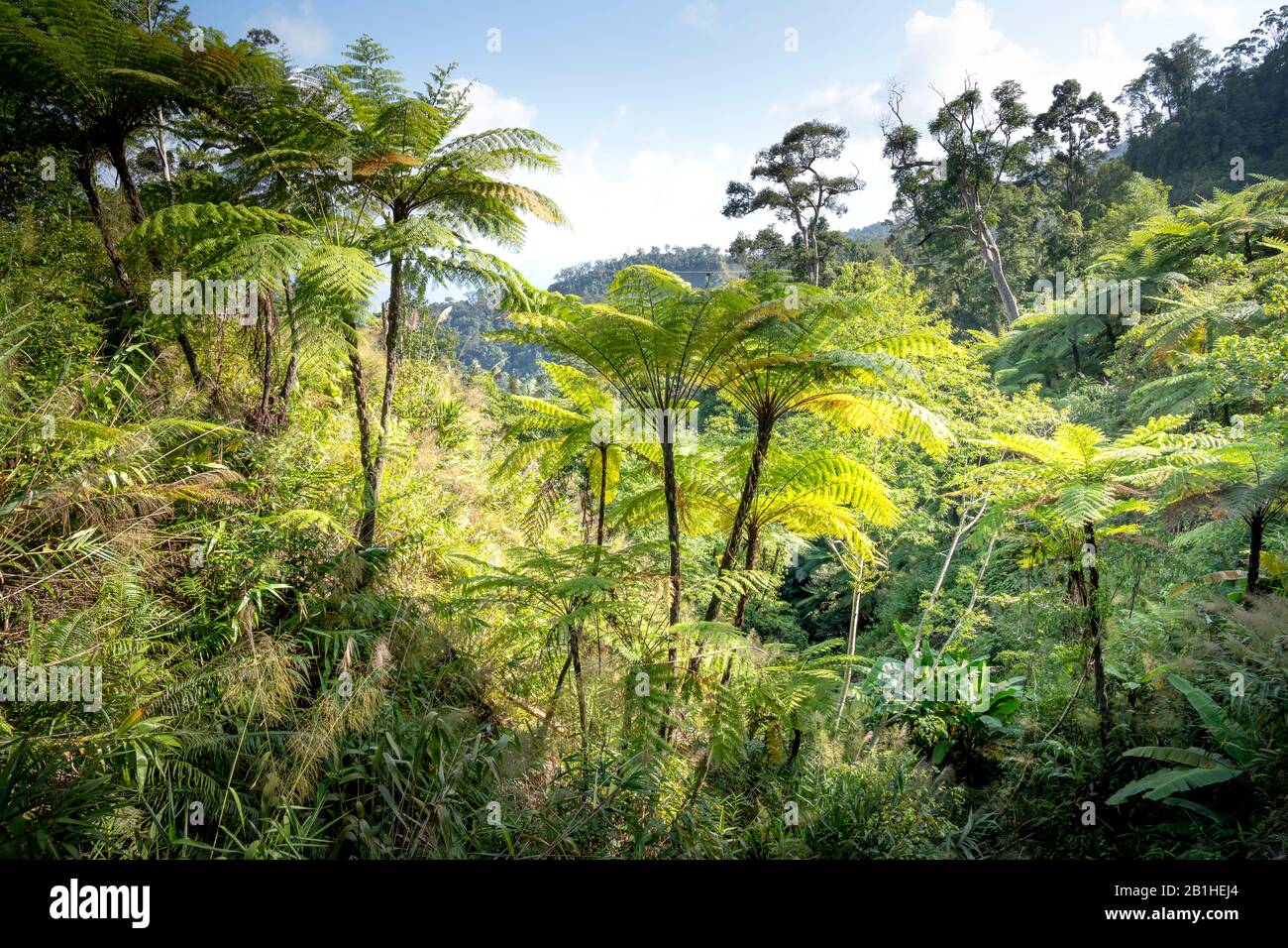 Rainforest, with many tree ferns building a dense undergrowth for other ...