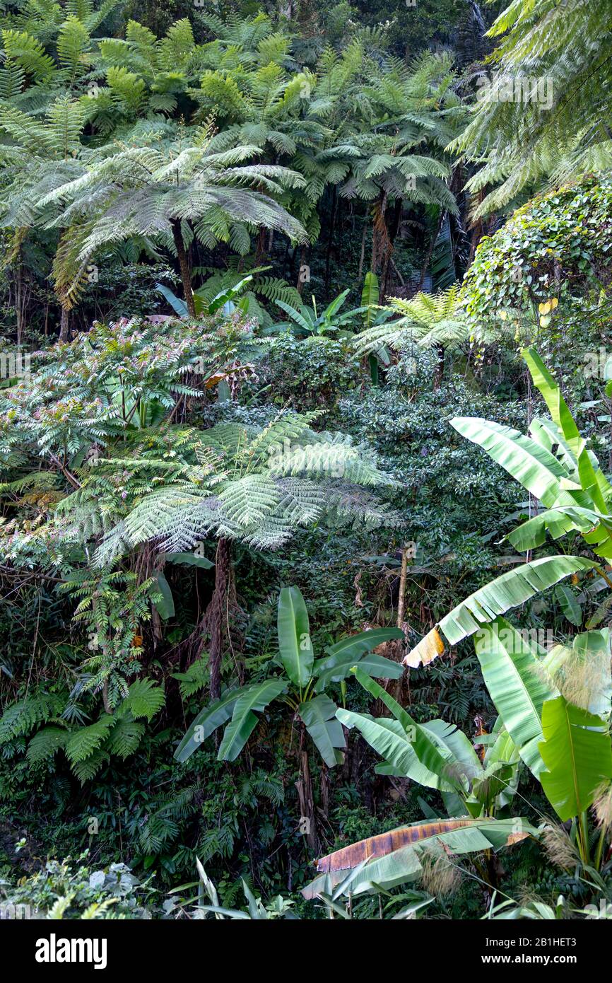 Rainforest, with many tree ferns building a dense undergrowth for other ...