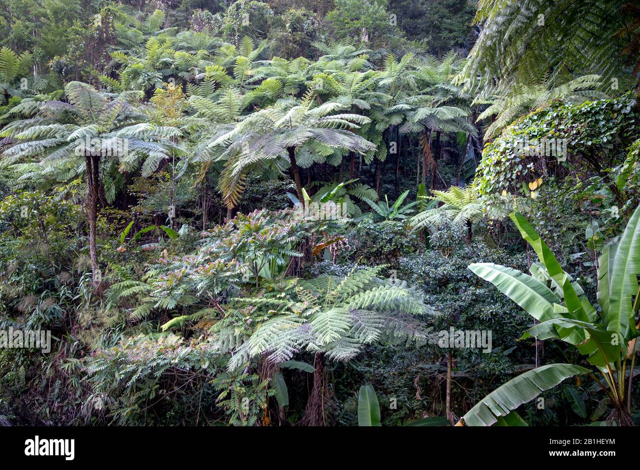 Rainforest, with many tree ferns building a dense undergrowth for other ...