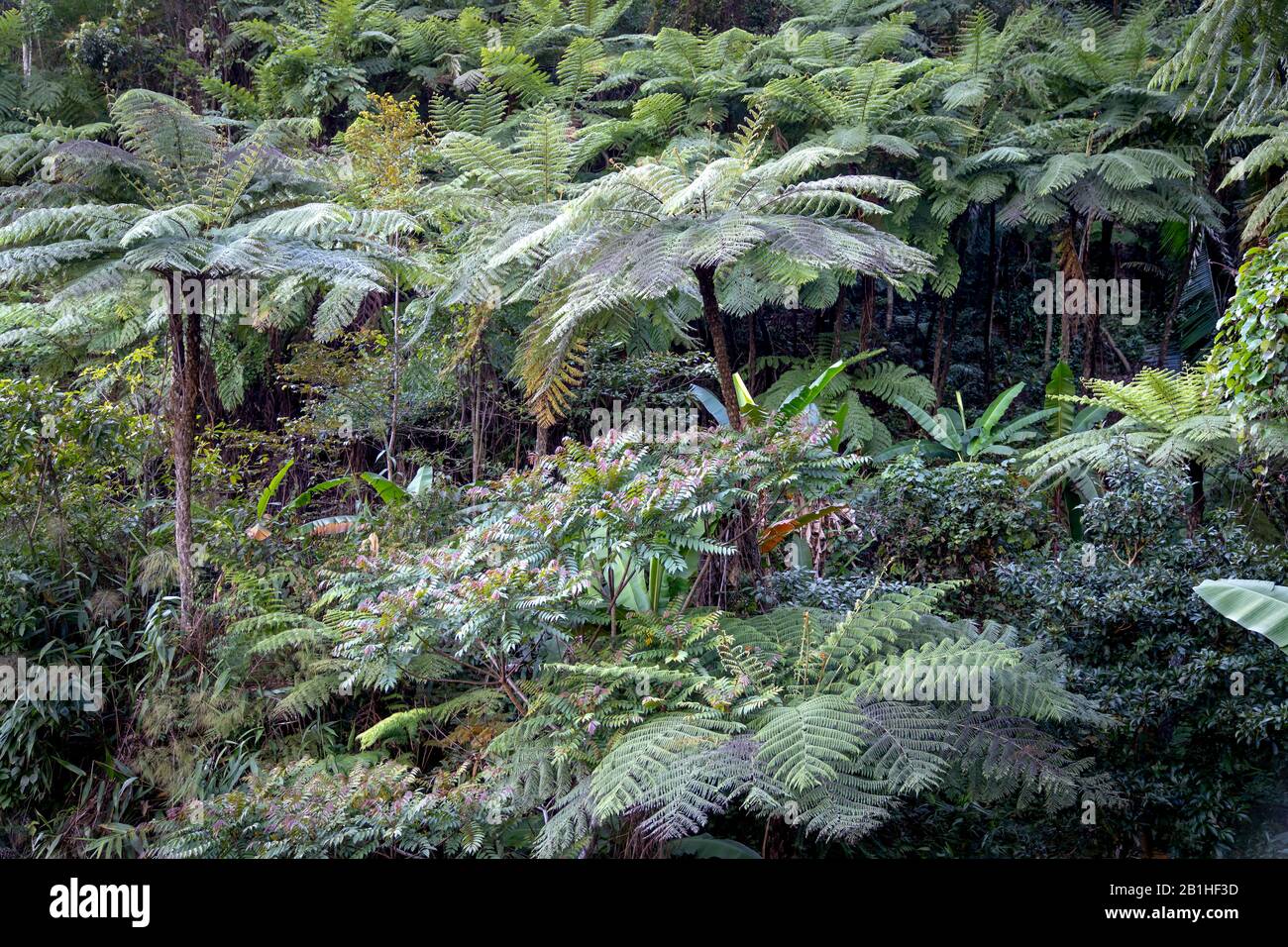 Rainforest many tree ferns hi-res stock photography and images - Alamy