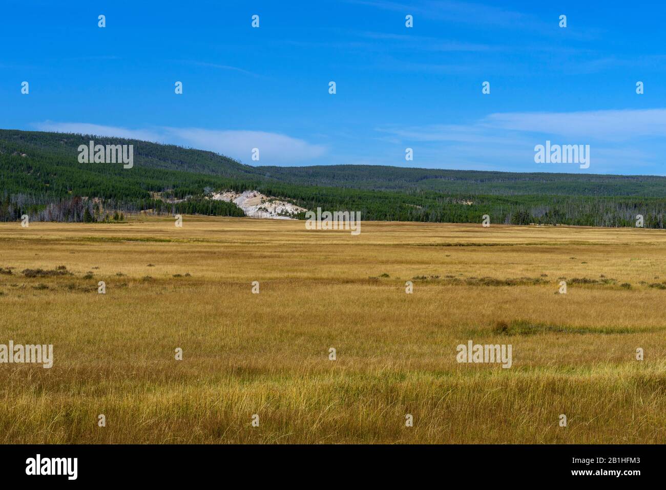 Golden grass field with green forested mountain beyond under a blue sky