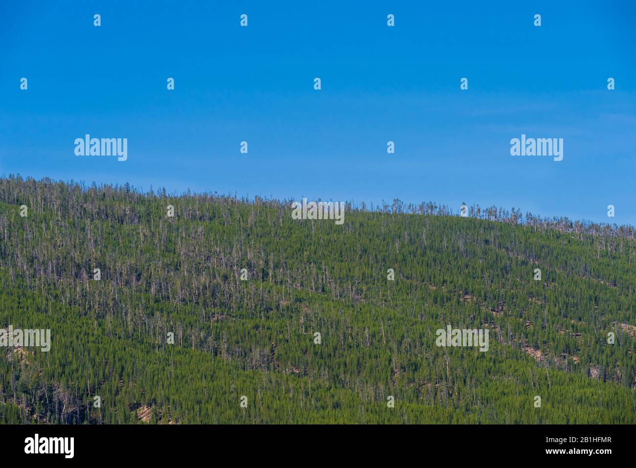 Green pin trees cover hillside under a blue sky. Stock Photo