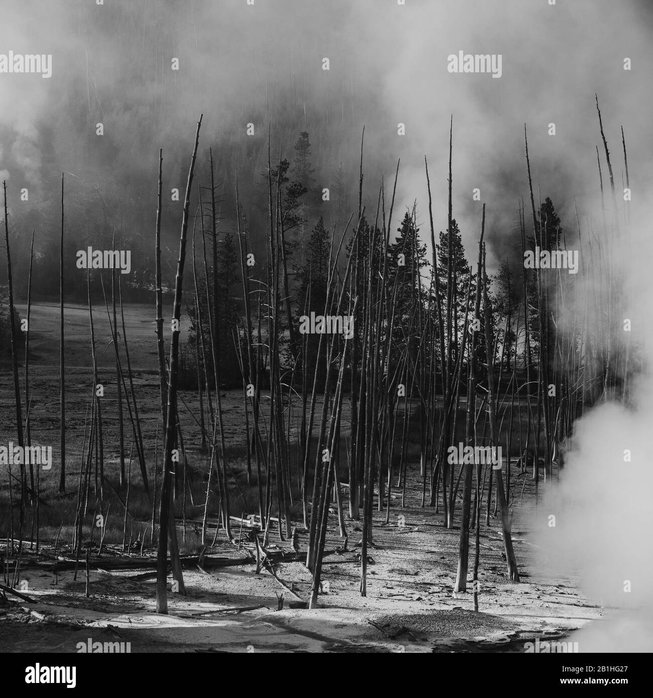 Steam rising up from the ground around dead trees in volcanic mud. Stock Photo