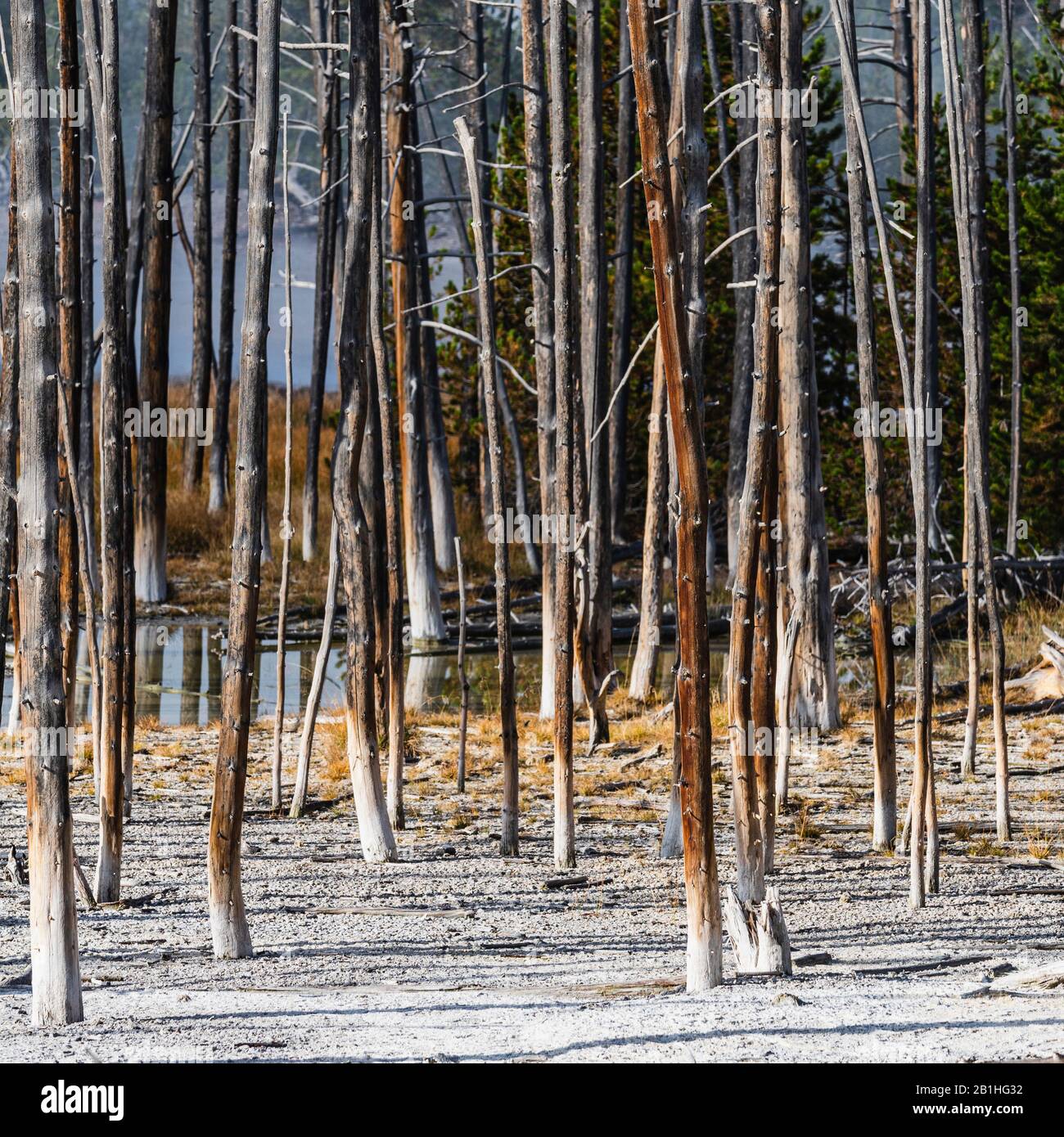 Forest of dead trees that have turned white at the bottom. White