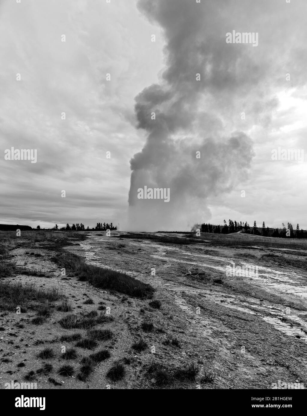 Old Faithful geyser erupting in a cloud of steam and hot water under a cloudy sky. Stock Photo