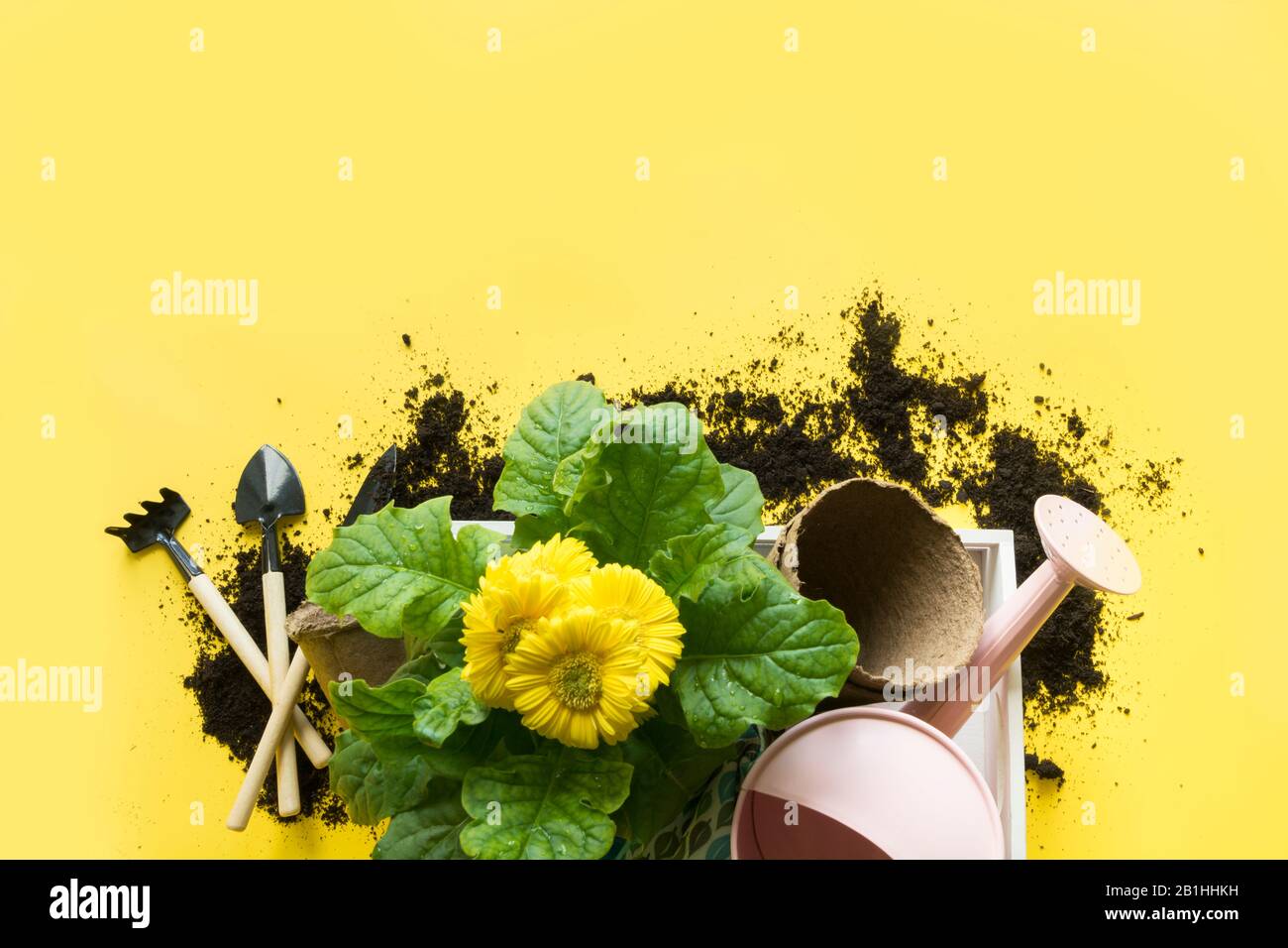 Yellow gerbera, flowers in pot, gardening tolls on yellow. View from above. Copy space. Stock Photo