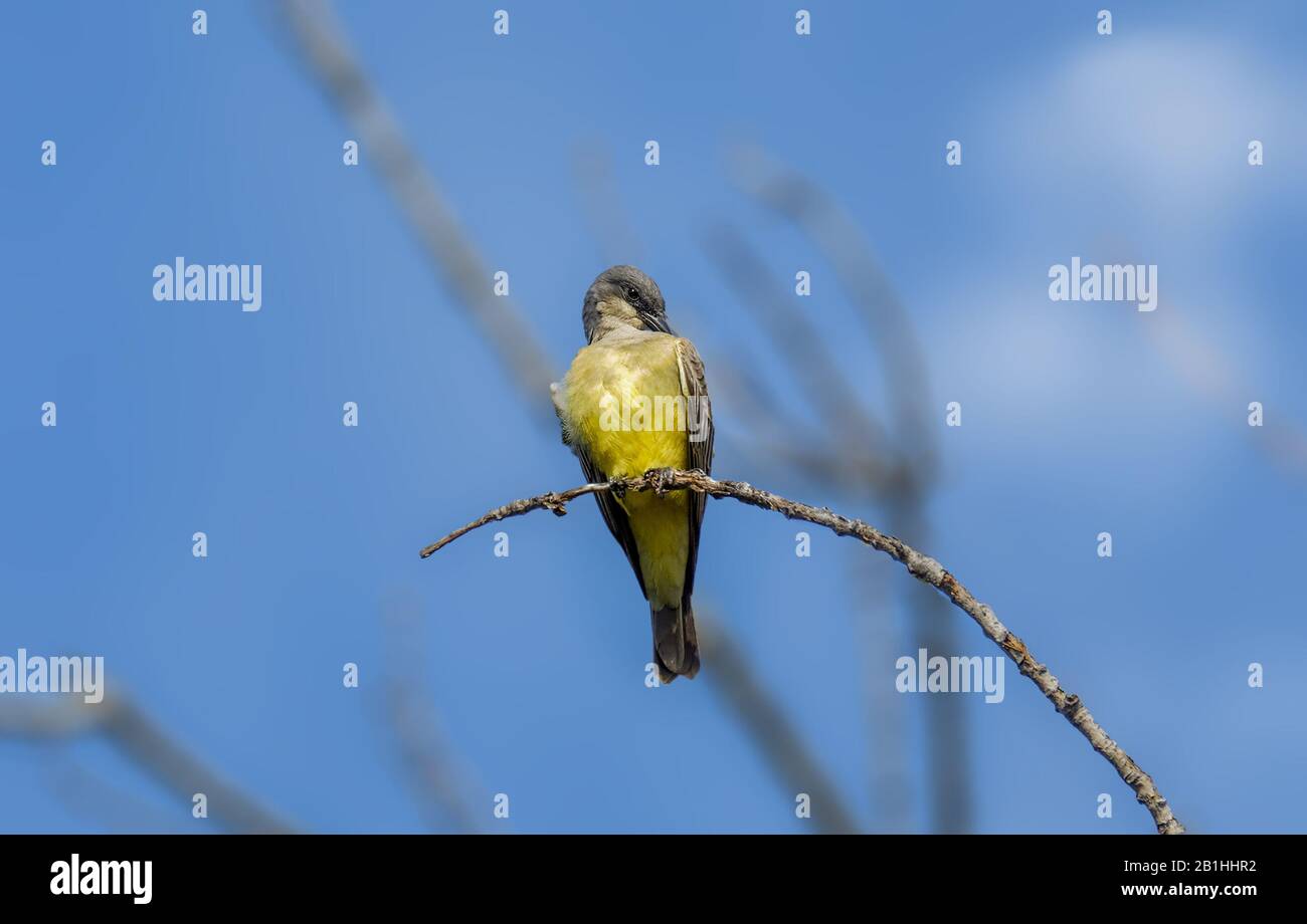 Yellow warbler in flight hi-res stock photography and images - Alamy
