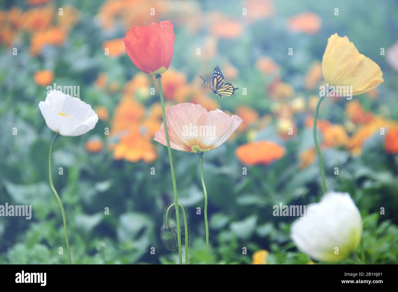 Yellow Butterfly with Colorful Flowers on Colorful Blur Background. Stock Photo