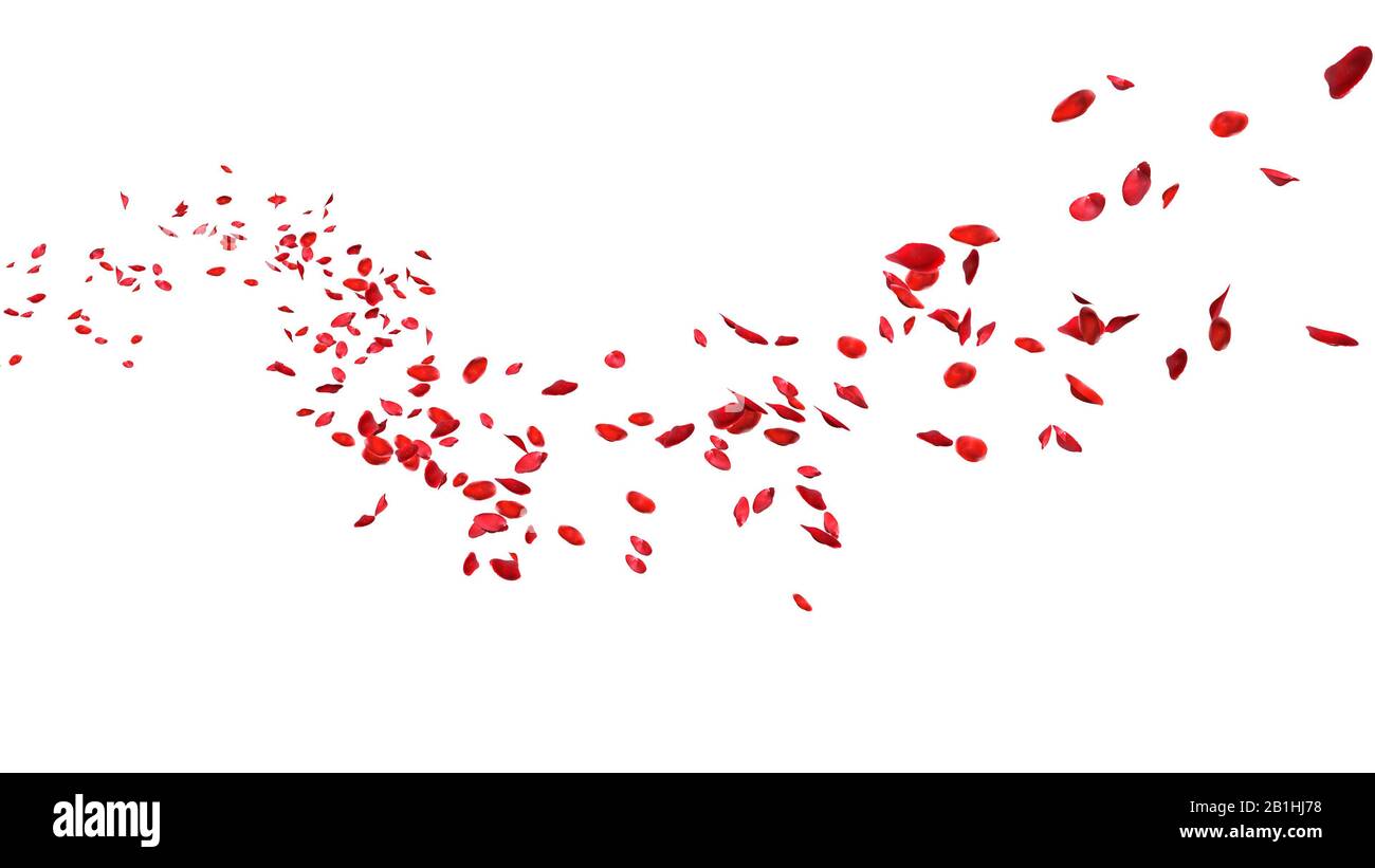 Red rose petals floating in curve flow path on a white background Stock Photo