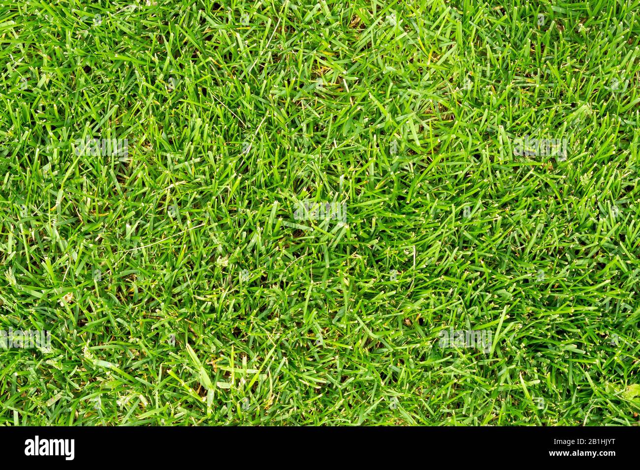 Artificial grass background, top view of artificial grass background,  texture Stock Photo - Alamy