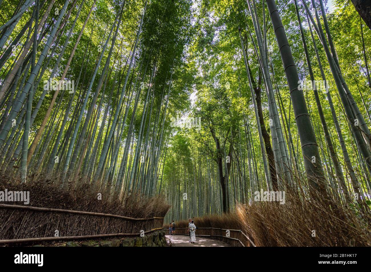 Arashiyama Bamboo Forest Is One Of The Most Popular Tourist Destination ...