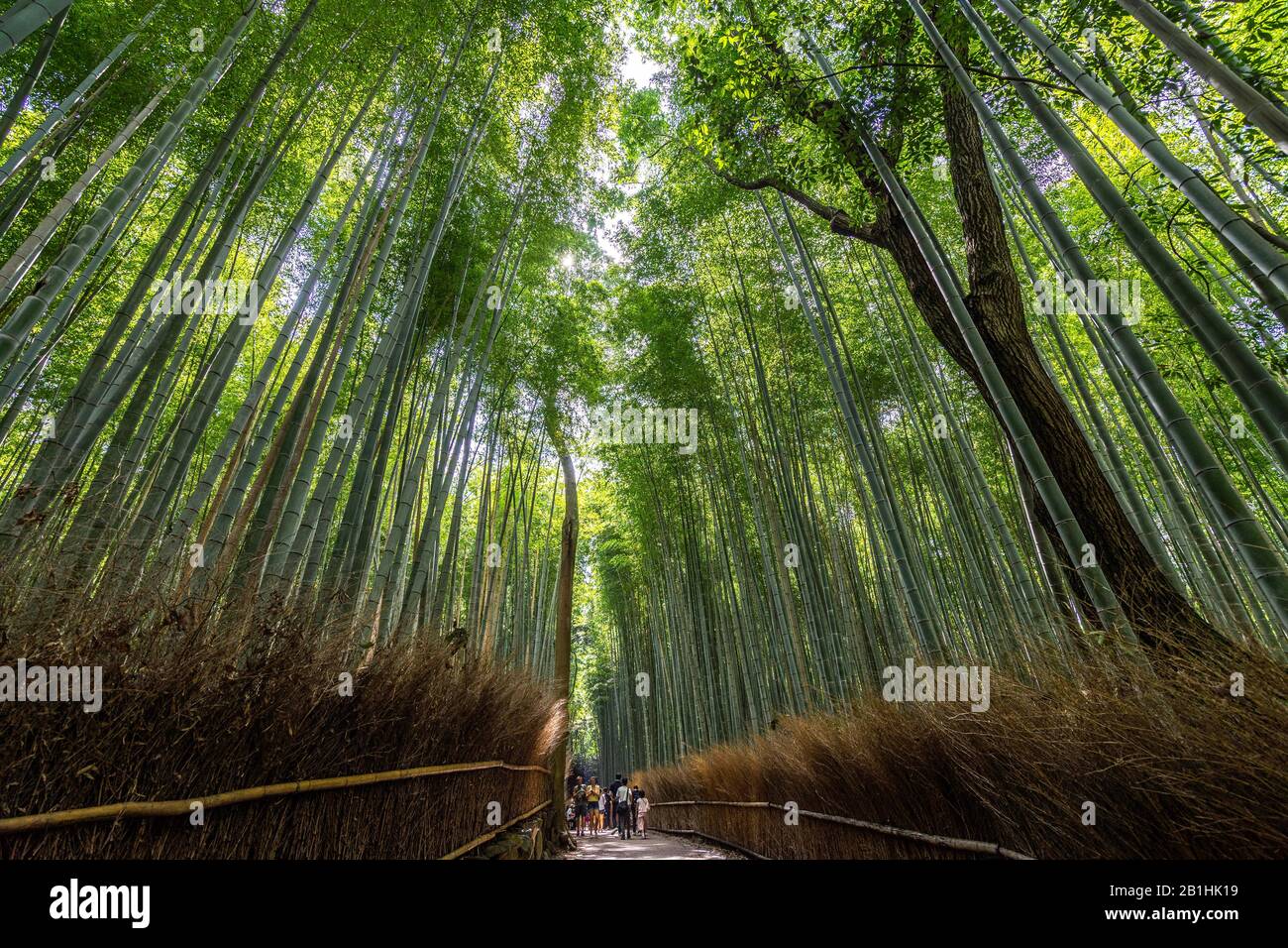 Sagano Bamboo Forest Kyoto Japan Hi res Stock Photography And Images sagano-bamboo-forest-kyoto-japan-hi-res-stock-photography-and-images