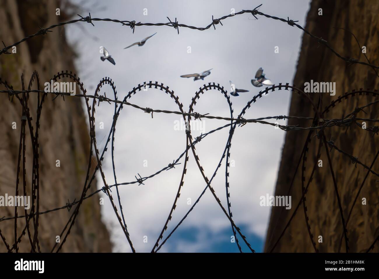 Barbed wire heart shape and blurred pigeons flying behind barbed wire.  Concept of hope of freedom Stock Photo - Alamy