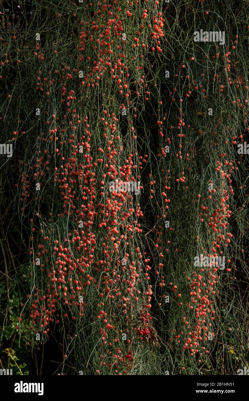A  joint-pine, Ephedra foeminea, in north Greece in autumn, with ripe cones. The only plant known to have a lunar cycle. Stock Photo