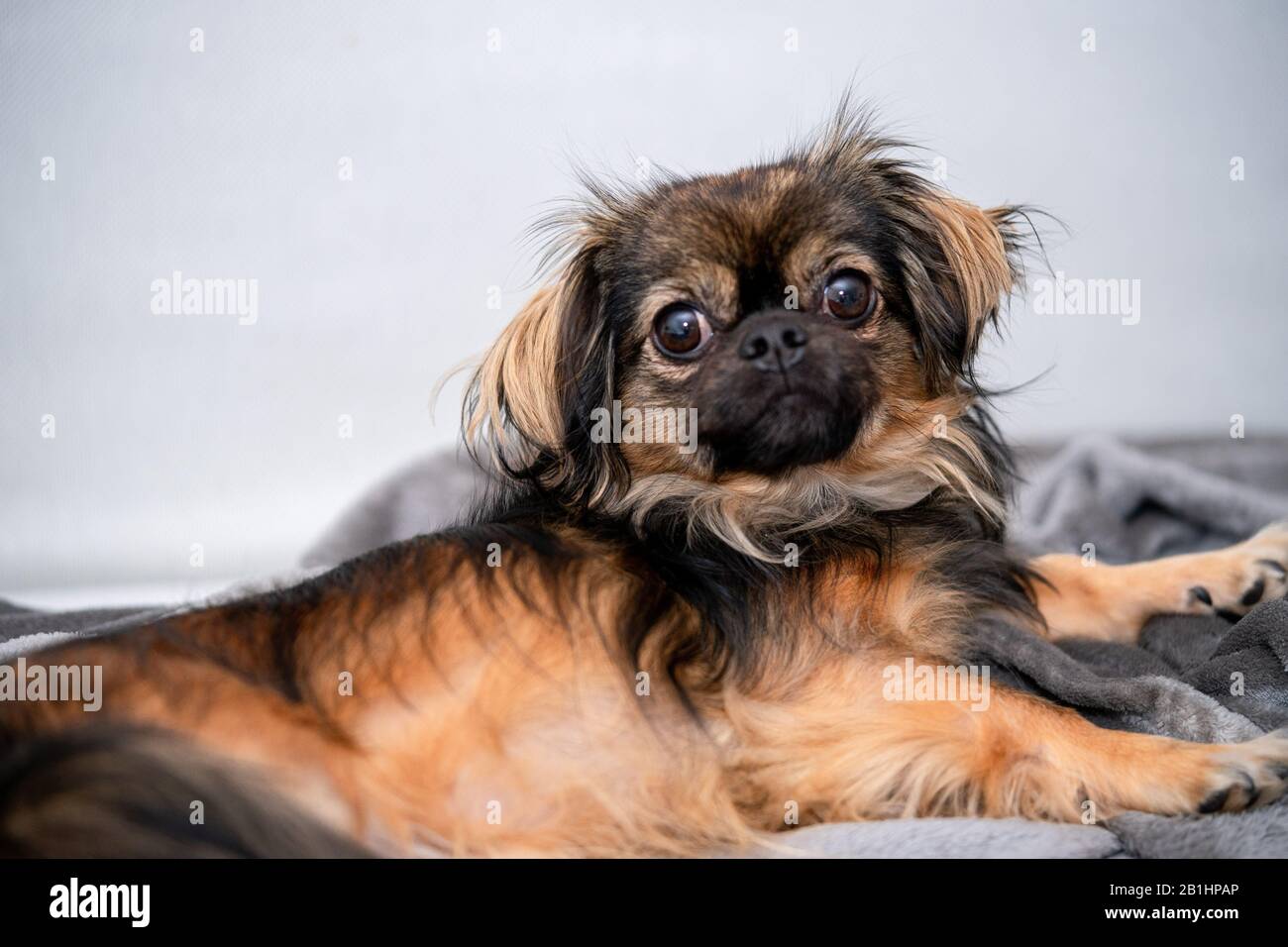 Chihuahua pekinese mixed dog laying on sofa relaxing Stock Photo