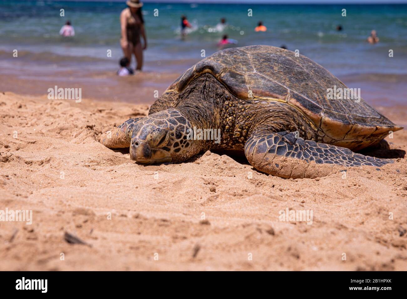 Green turtle sunbathing on a beach. Hawaiian green turtle - Honu - on the sand of Kamaole Beach II, Kihei, Maui. Stock Photo