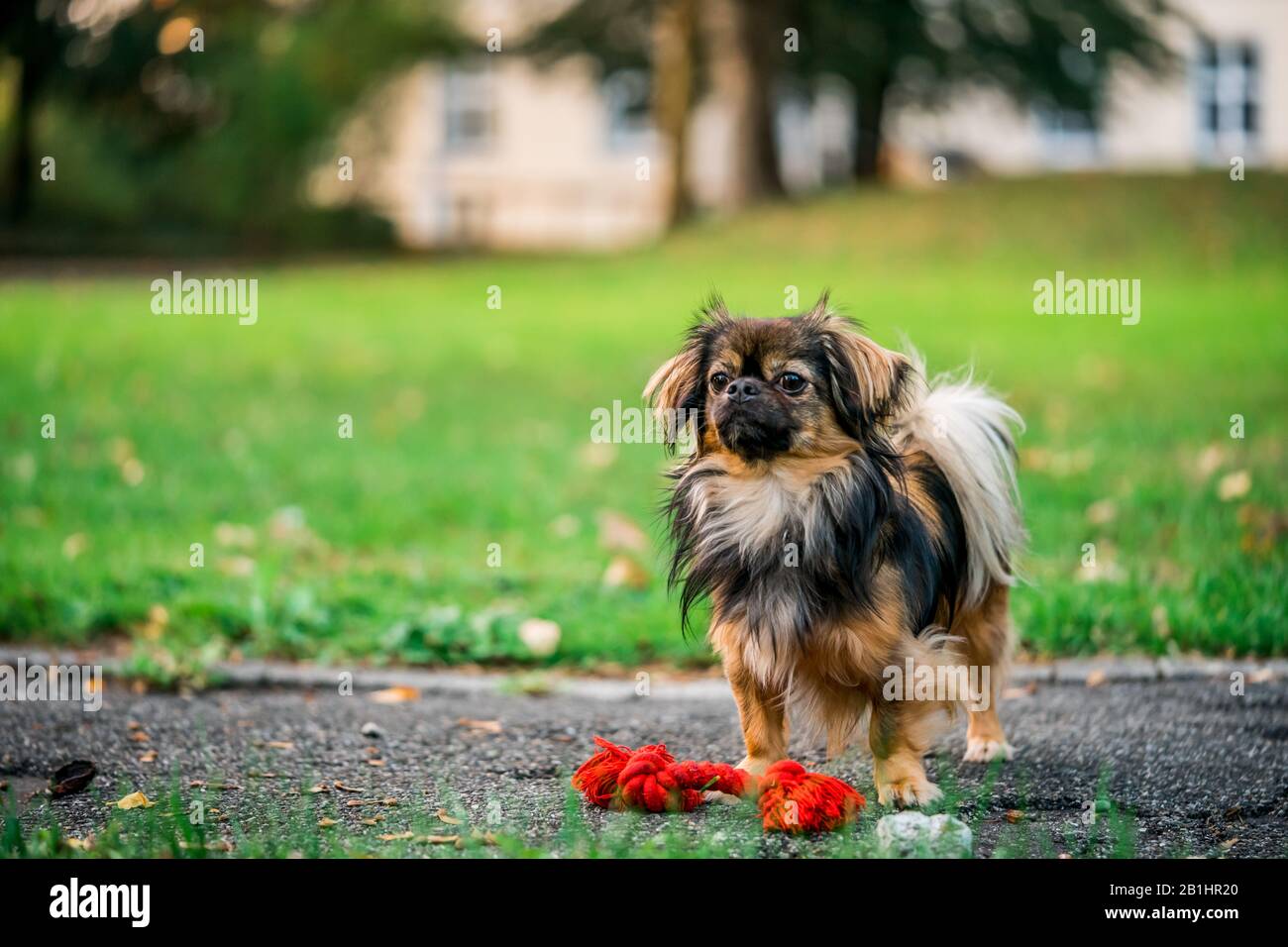 chihuahua pekinese