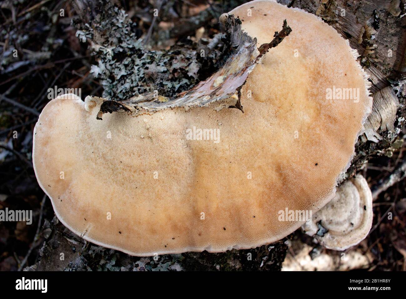 The underside of a hairy bracket mushroom (Trametes hirsuta), showing the pores. The mushroom was found growing on a red birch stump (Betula occidenta Stock Photo