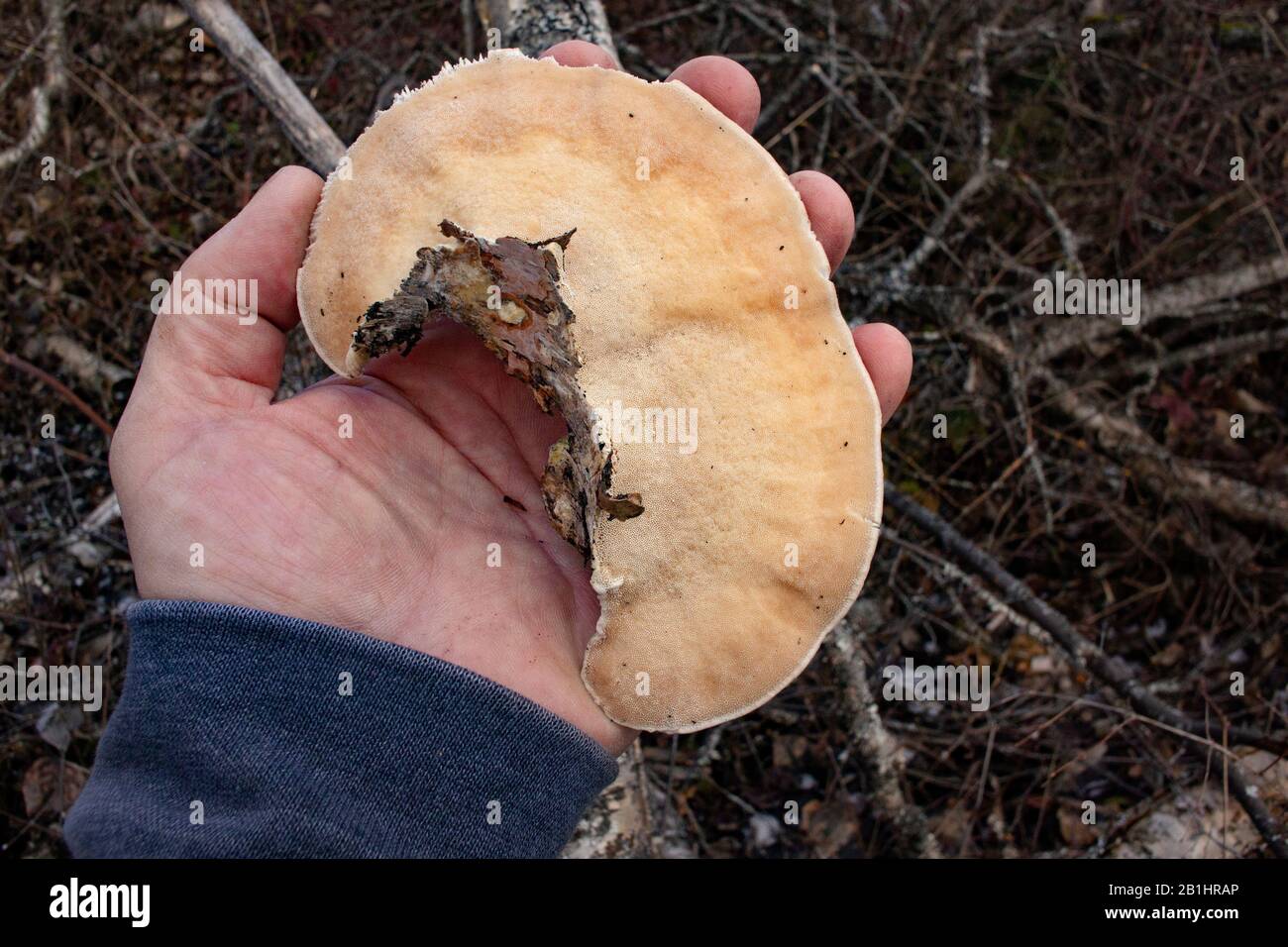 The underside of a hairy bracket mushroom (Trametes hirsuta), showing the pores. The mushroom was found growing on a red birch stump (Betula occidenta Stock Photo