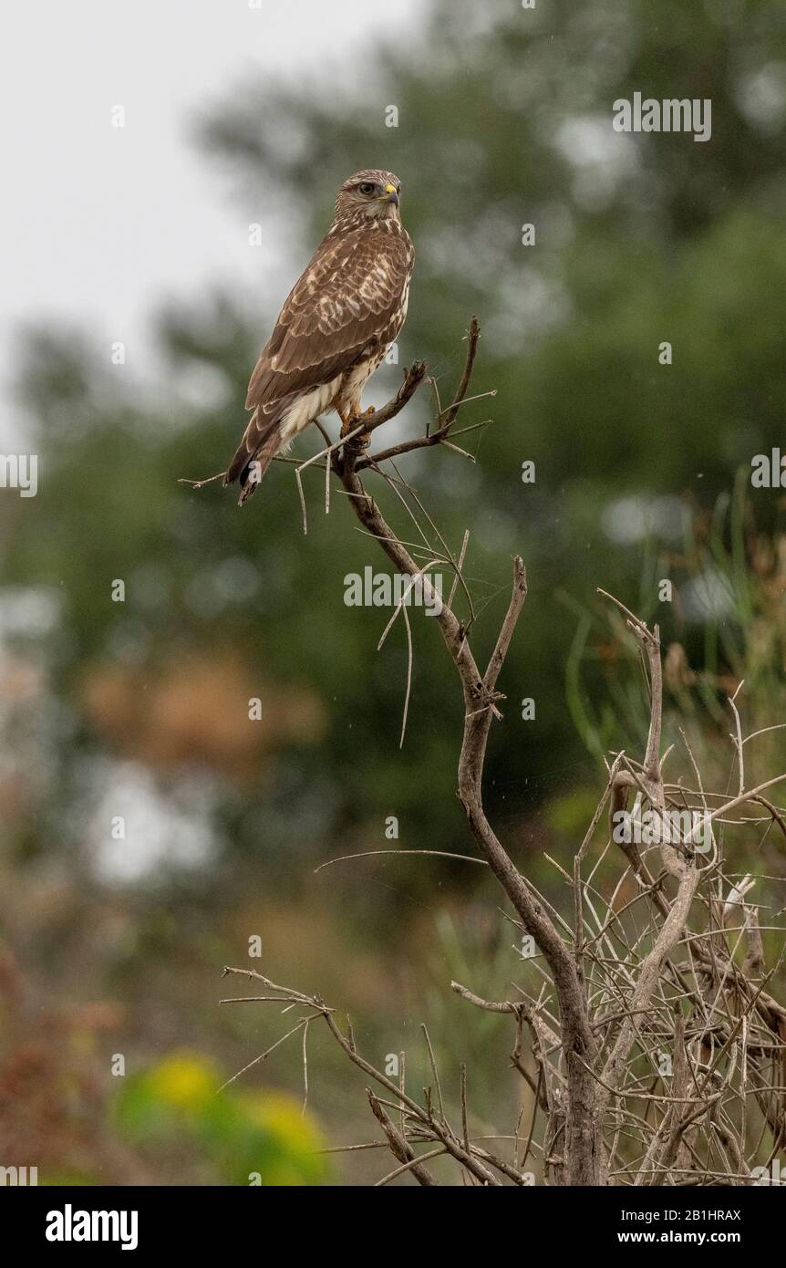 common buzzard perched on branch Stock Photo