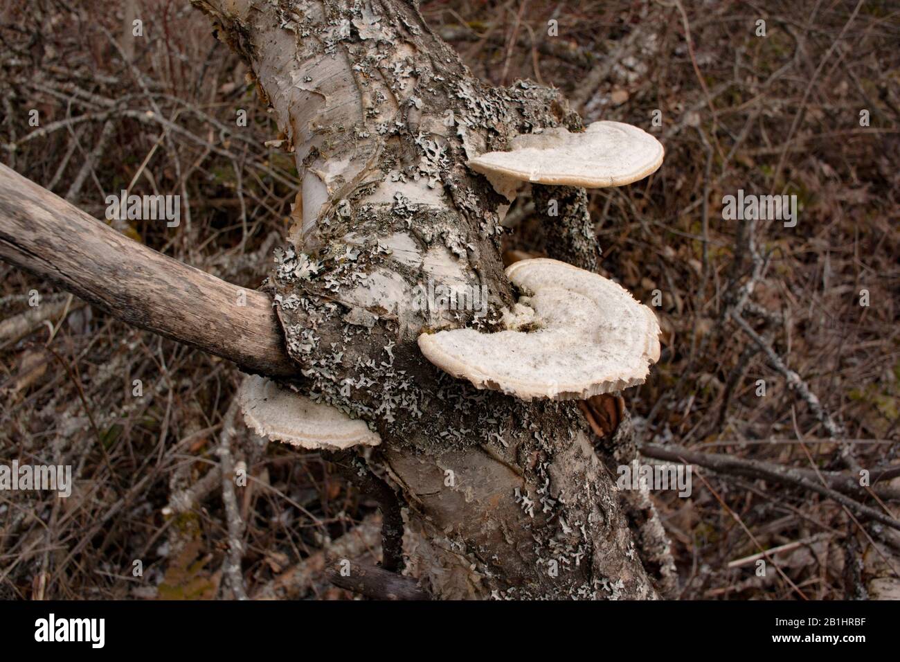 Hairy bracket mushrooms (Trametes hirsuta), with rodent nibbled edges, found growing on a red birch tree (Betula occidentalis), south of Troy, Montana Stock Photo