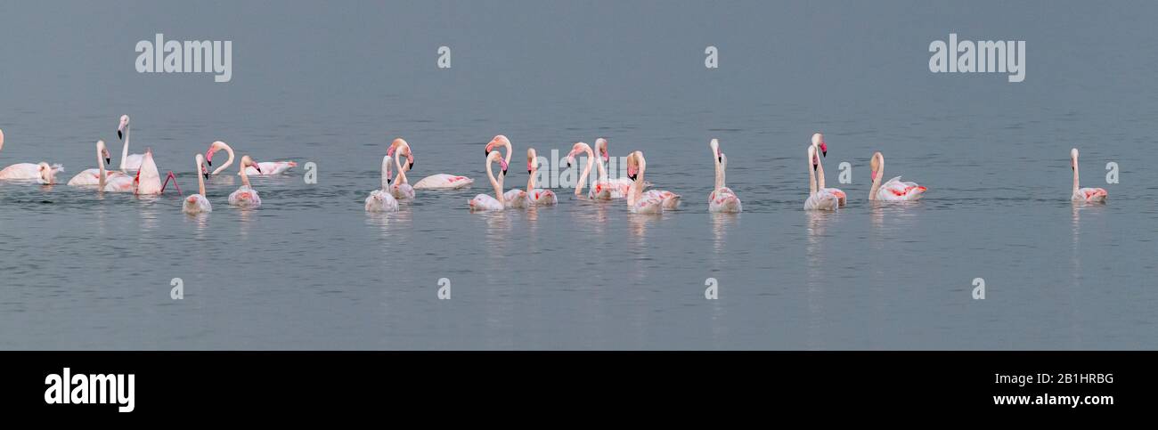 Group of Greater flamingo, Phoenicopterus roseus, in saline lagoon, Greece Stock Photo