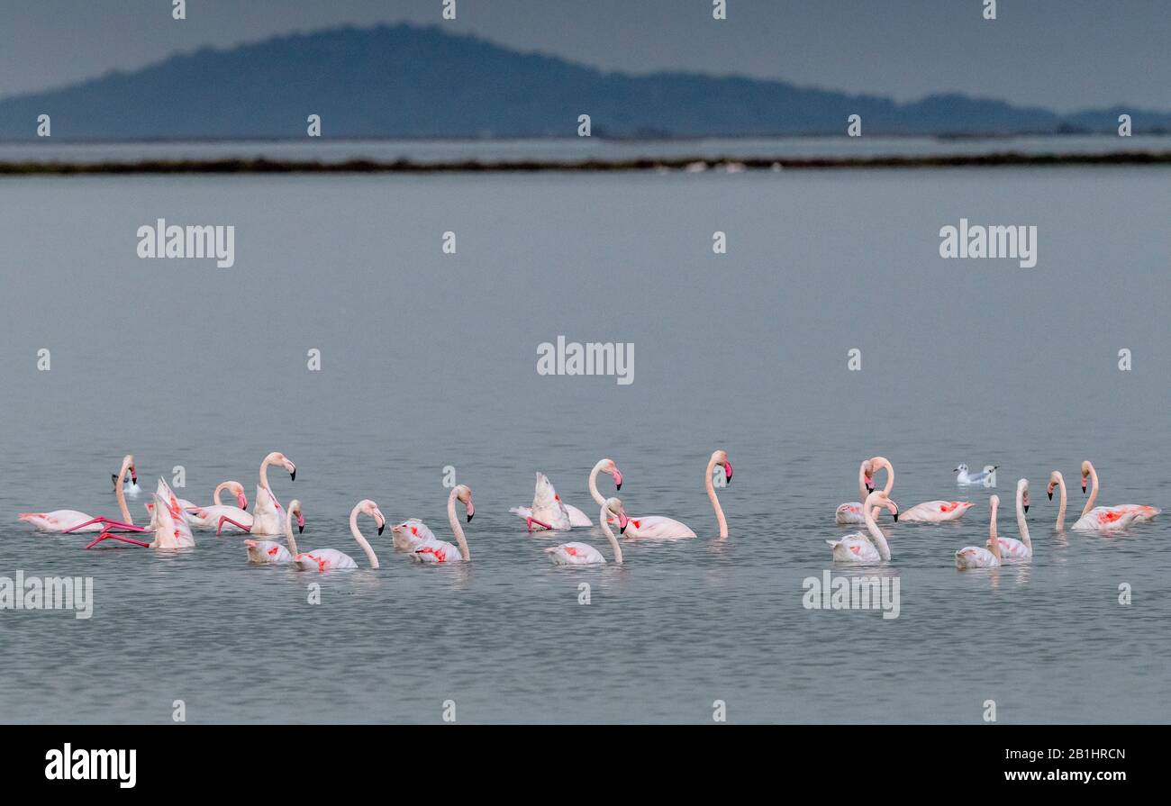 Group of Greater flamingo, Phoenicopterus roseus, in saline lagoon, Amvrakikos Wetlands National Park, Ambracian Gulf, Greece Stock Photo