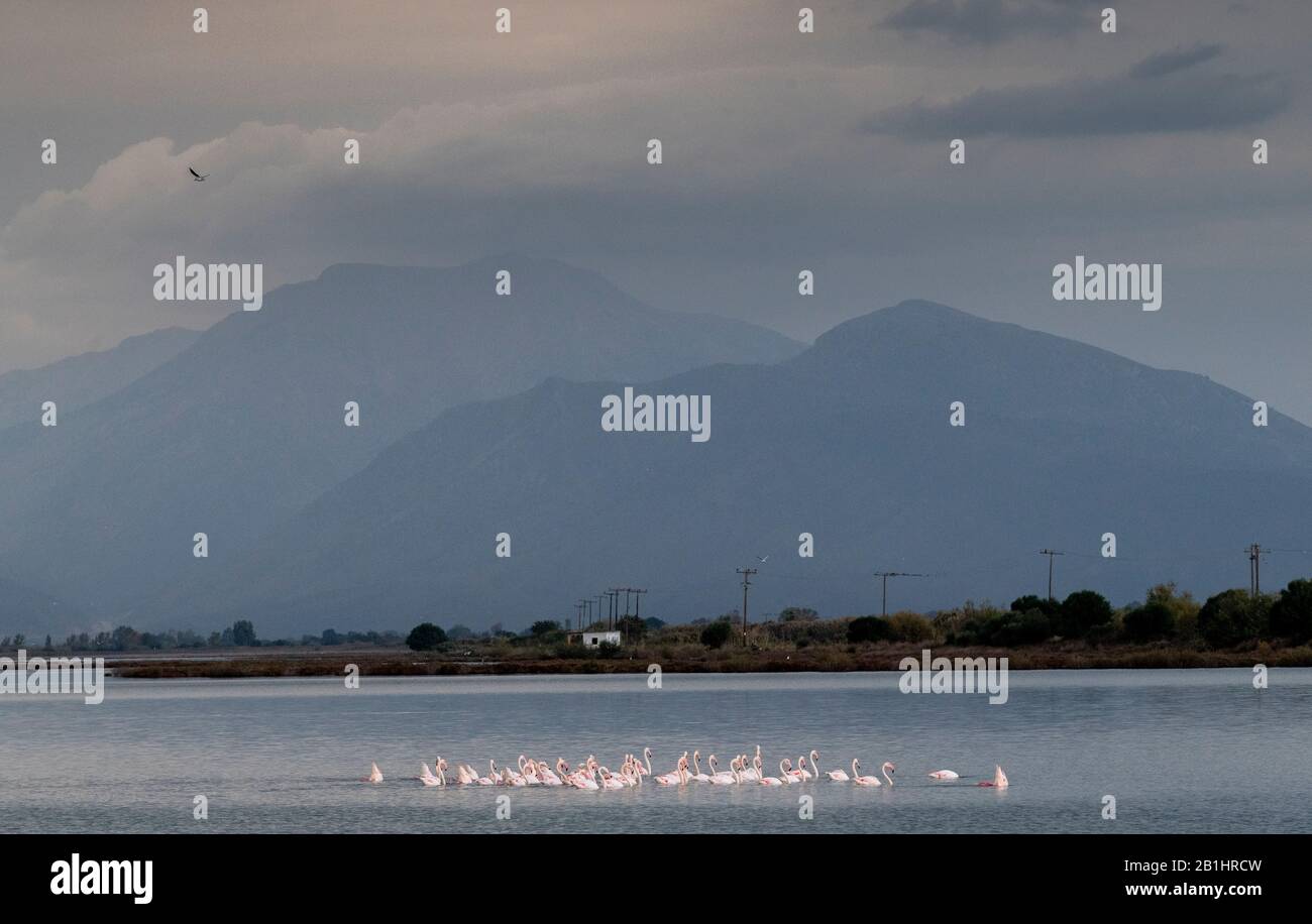Group of Greater flamingo, Phoenicopterus roseus, in stormy weather, Amvrakikos Wetlands National Park, Ambracian Gulf, Greece Stock Photo