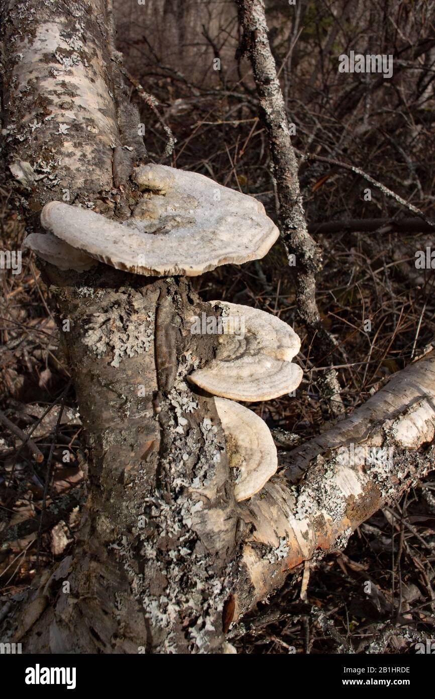 A hairy bracket mushroom (Trametes hirsuta), found growing on a red birch tree (Betula occidentalis), south of Troy, Montana, on a winter afternoon. S Stock Photo