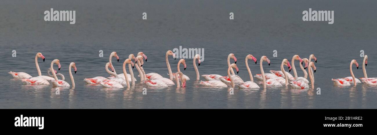 Group of Greater flamingo, Phoenicopterus roseus, in saline lagoon, Greece Stock Photo