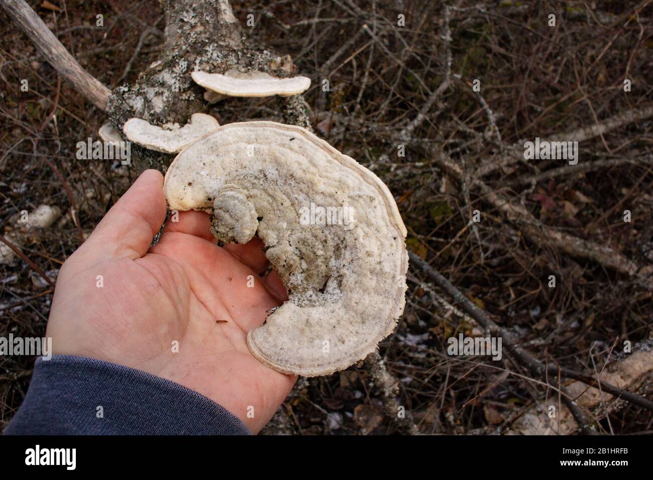 Holding a hairy bracket mushroom (Trametes hirsuta), showing the details.The mushroom was found growing on a red birch stump (Betula occidentalis), so Stock Photo