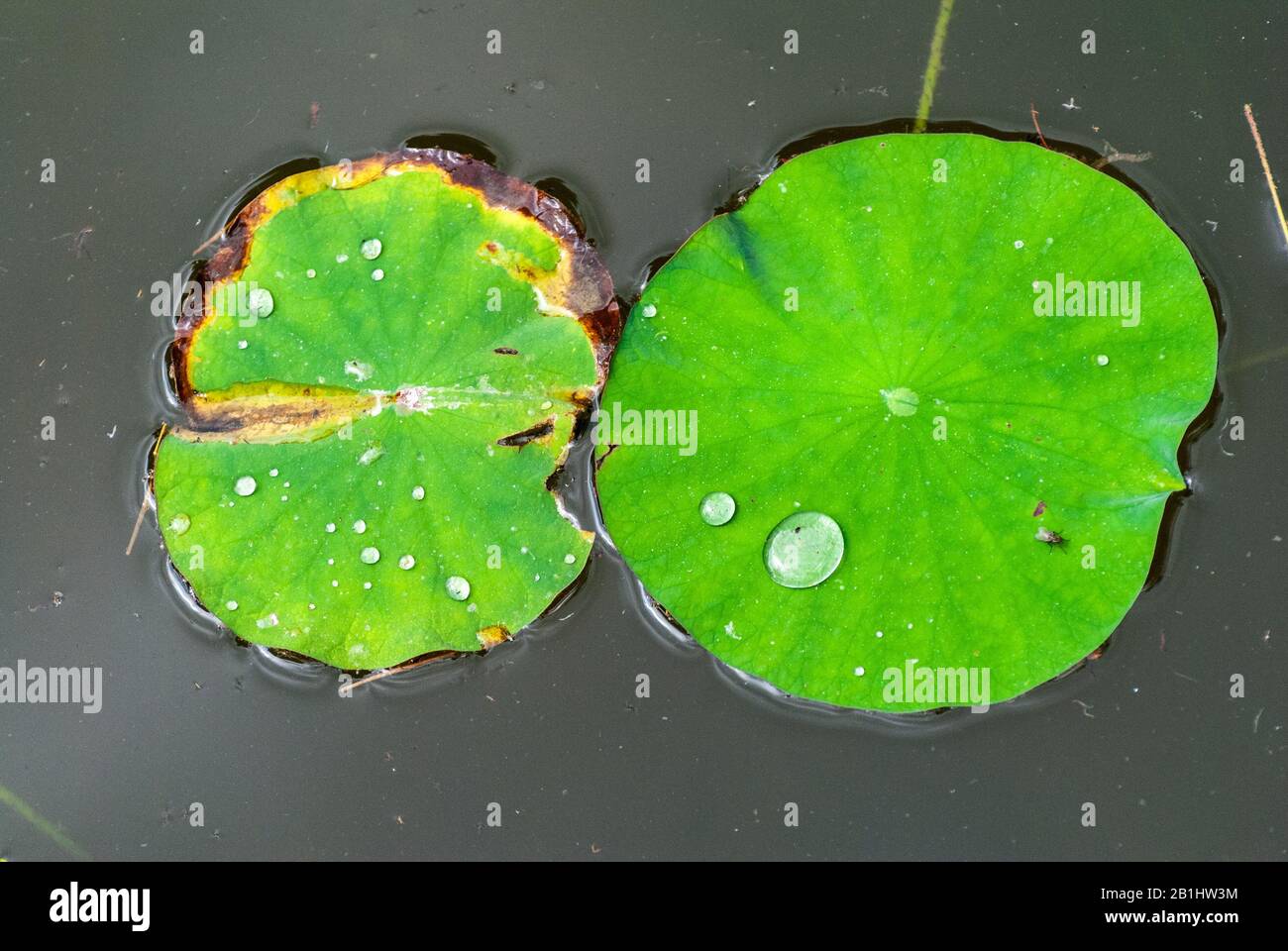 Lotus leaves (Nelumbo nucifera), with drops of water, in a pond. Stock Photo