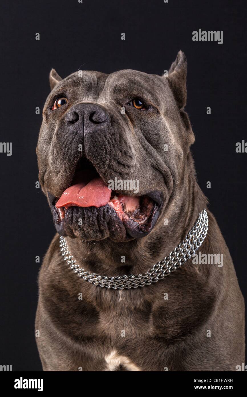 Italian Breed High Resolution Stock Photography And Images Alamy