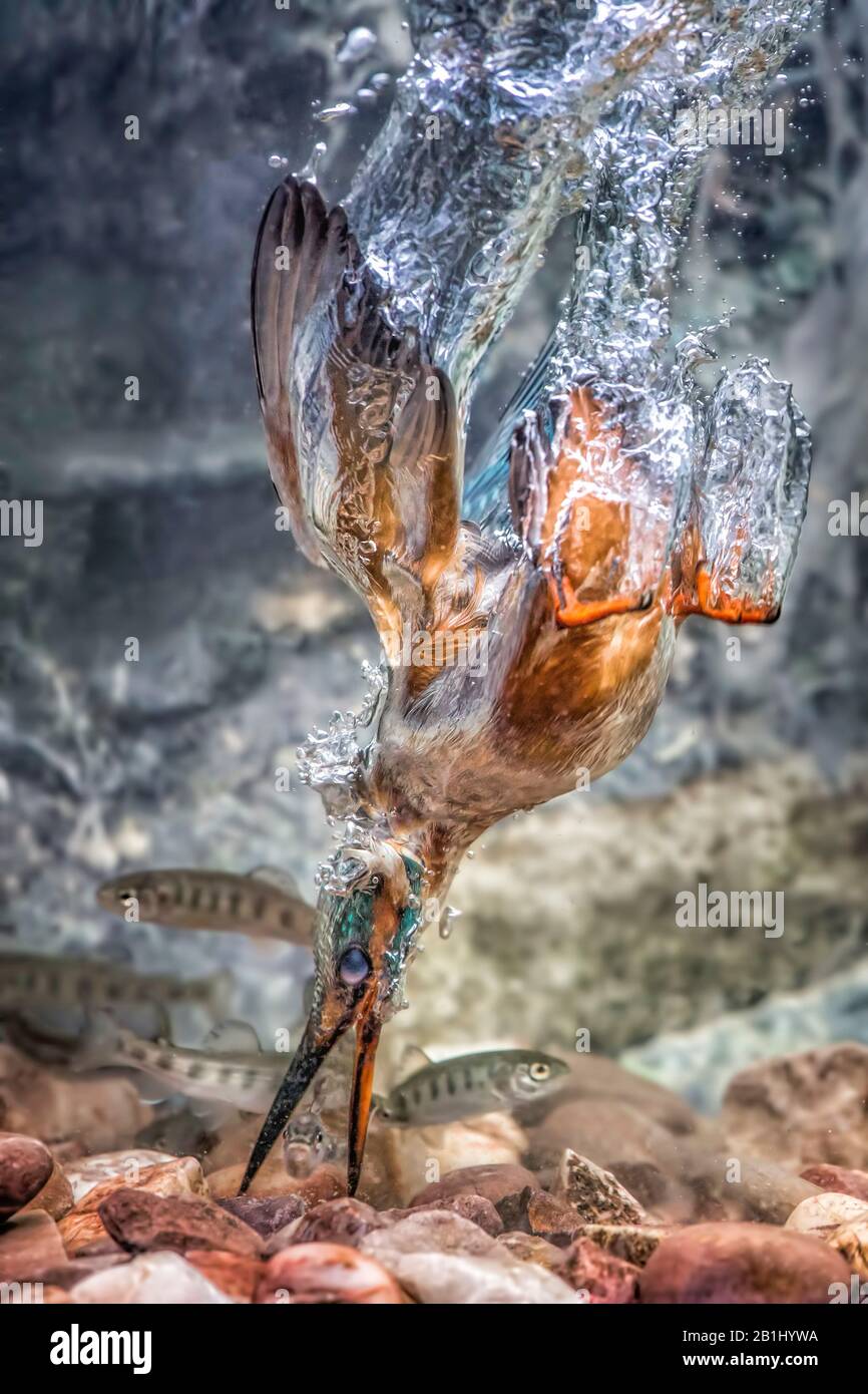 Underwater Diving English Kingfisher hunting for fish. Alcedo Atthis