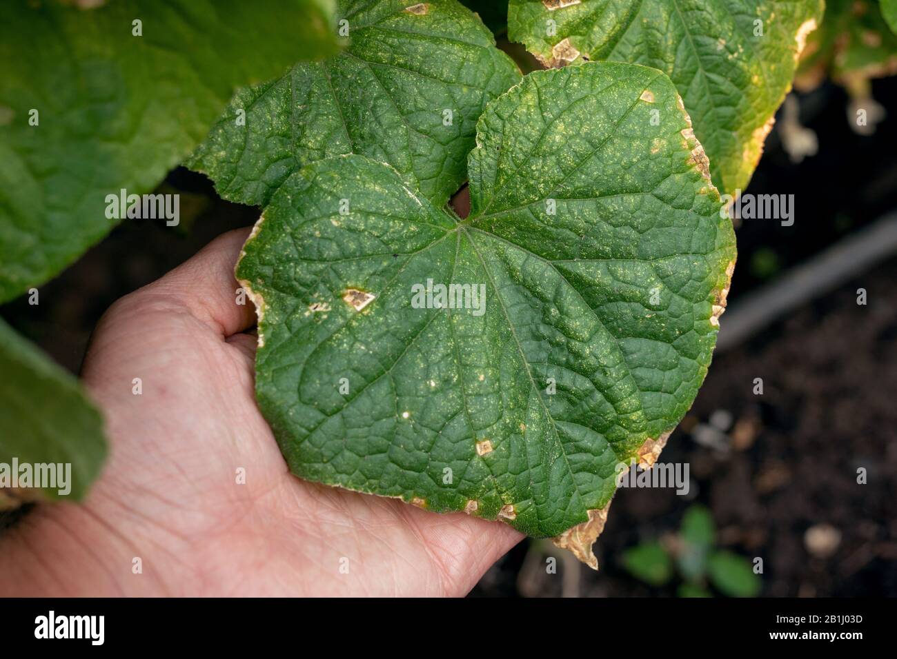 Target leaf spot disease on cucumber. cucumber plant affected by diseases in garden or greenhouse. Stock Photo