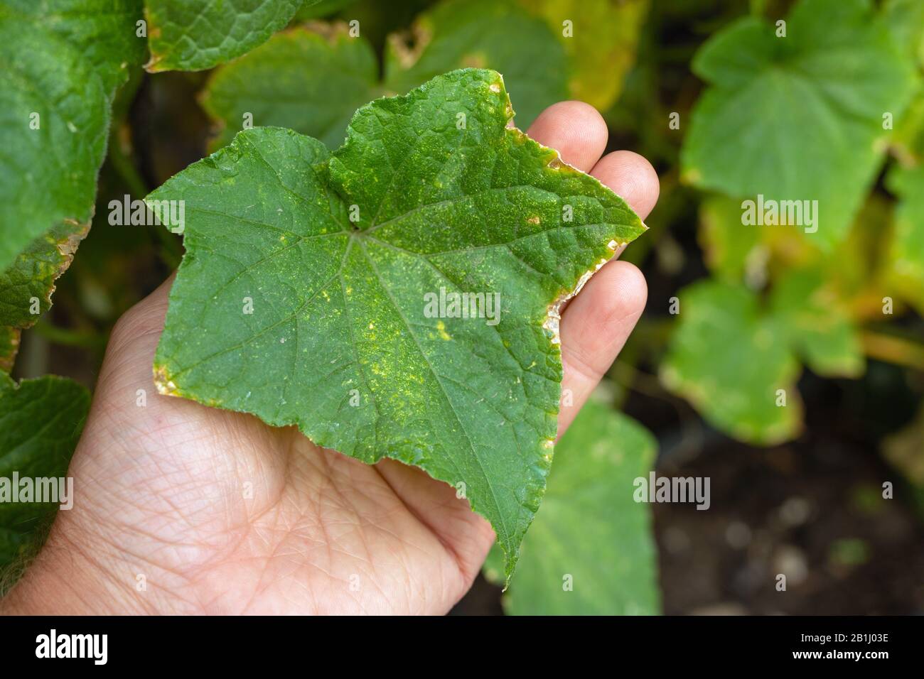 Sick cucumber leaves with yellowed edges due to lesions of disease Plant sickness in agriculture, horticulture and home gardening. Stock Photo