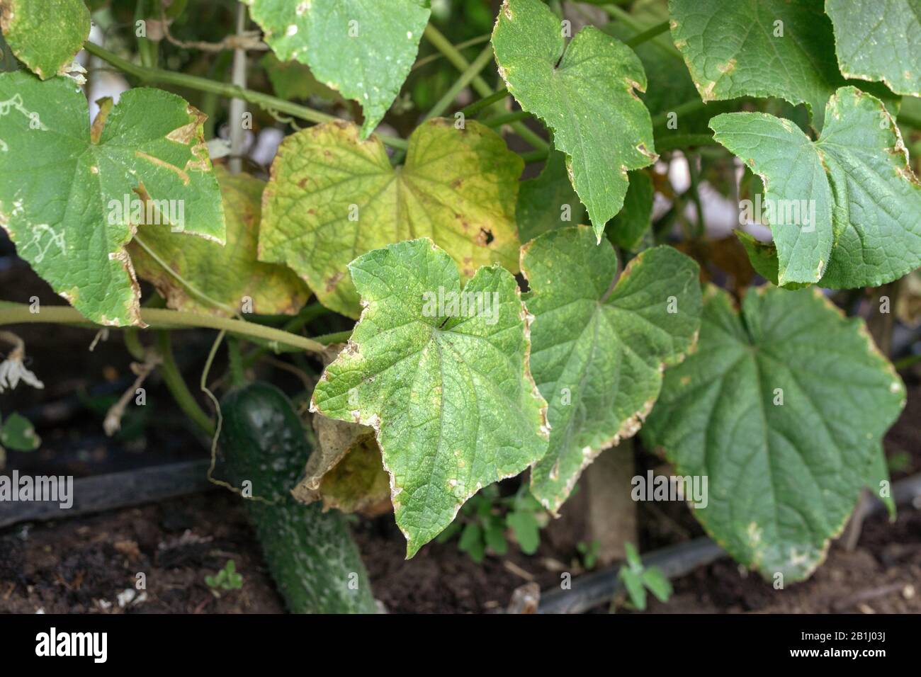 Pest damaged cucumber leave caused by harmful insects, larvae, plant fungi, thrips and other diseases. Stock Photo