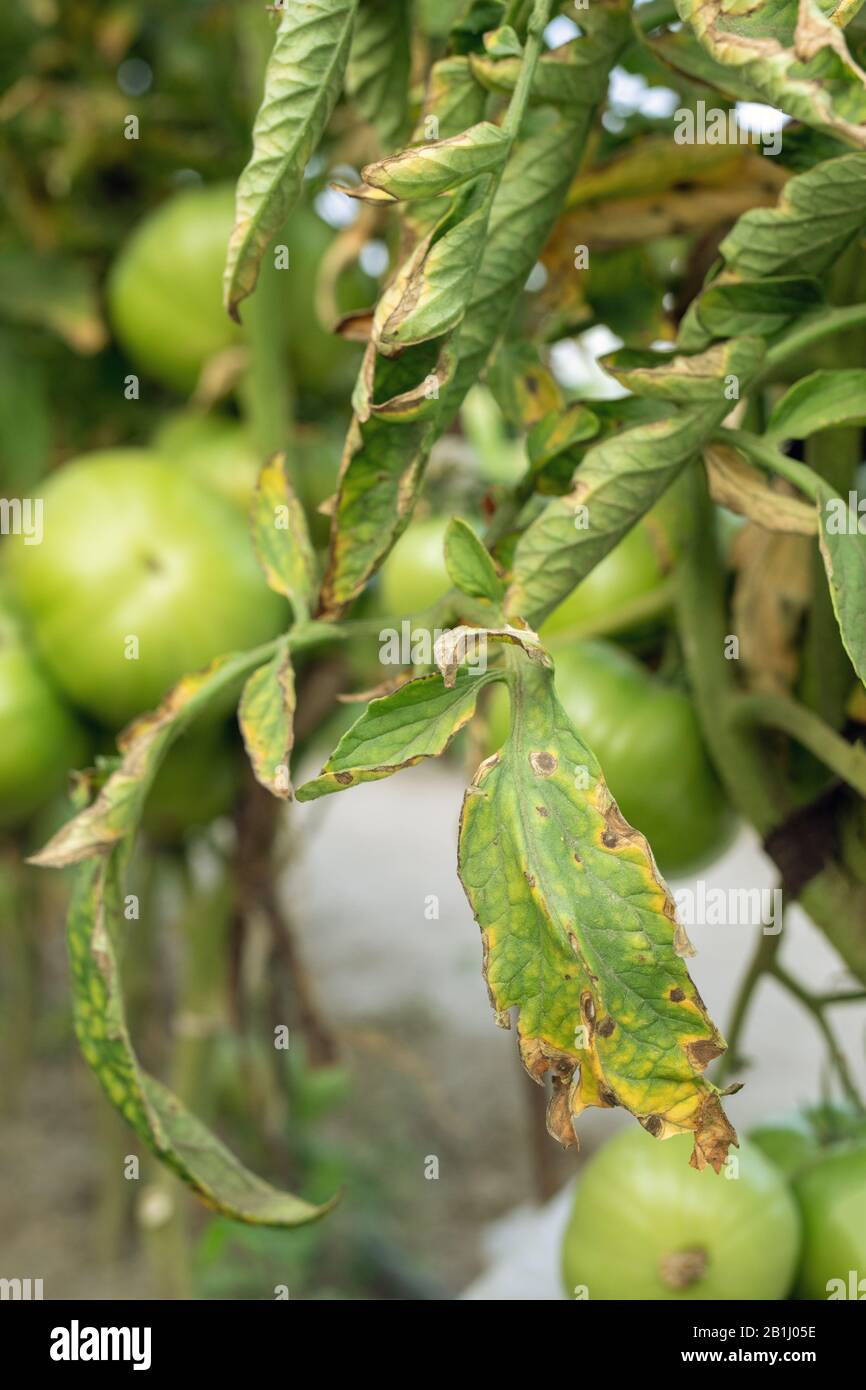 Tomato plants leaves infected by Late Blight pathogen Phytophthora infestans. Stock Photo