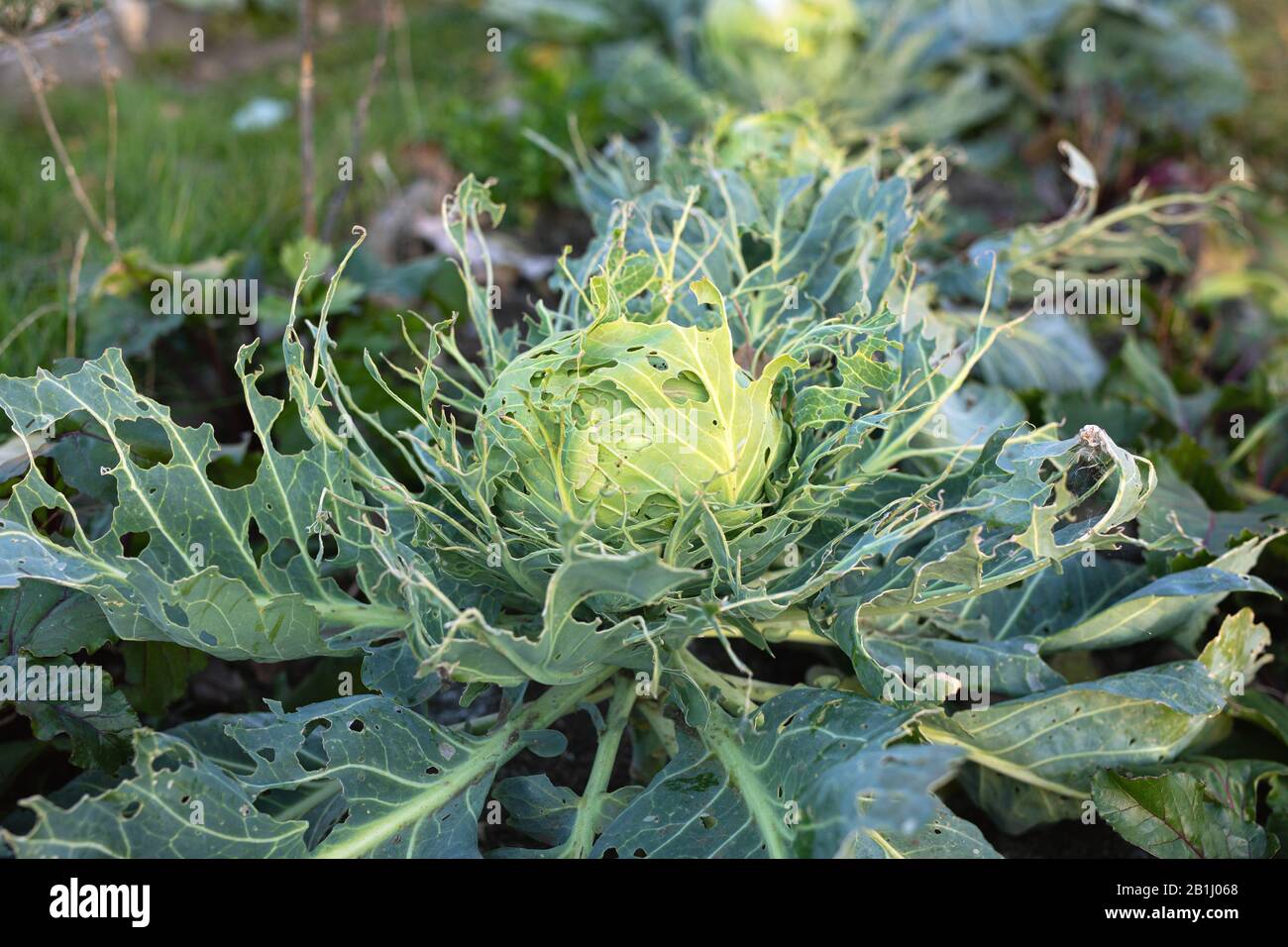 damaged cabbage leaves by insects pests. Caterpillar of small white or Pieris rapae brassicae Stock Photo