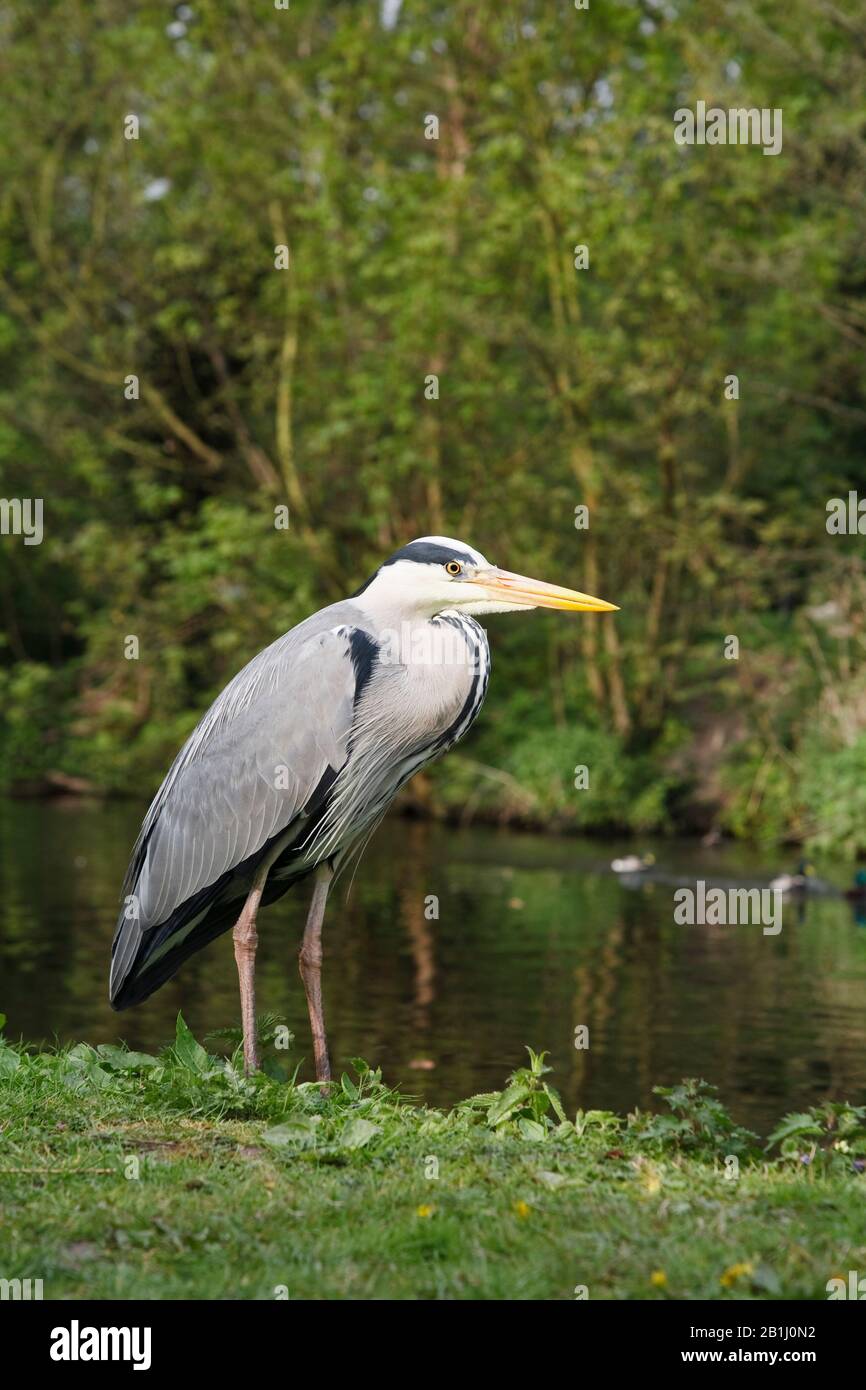 Grey heron standing beside the Grand Union Canal near Uxbridge, UK Stock Photo