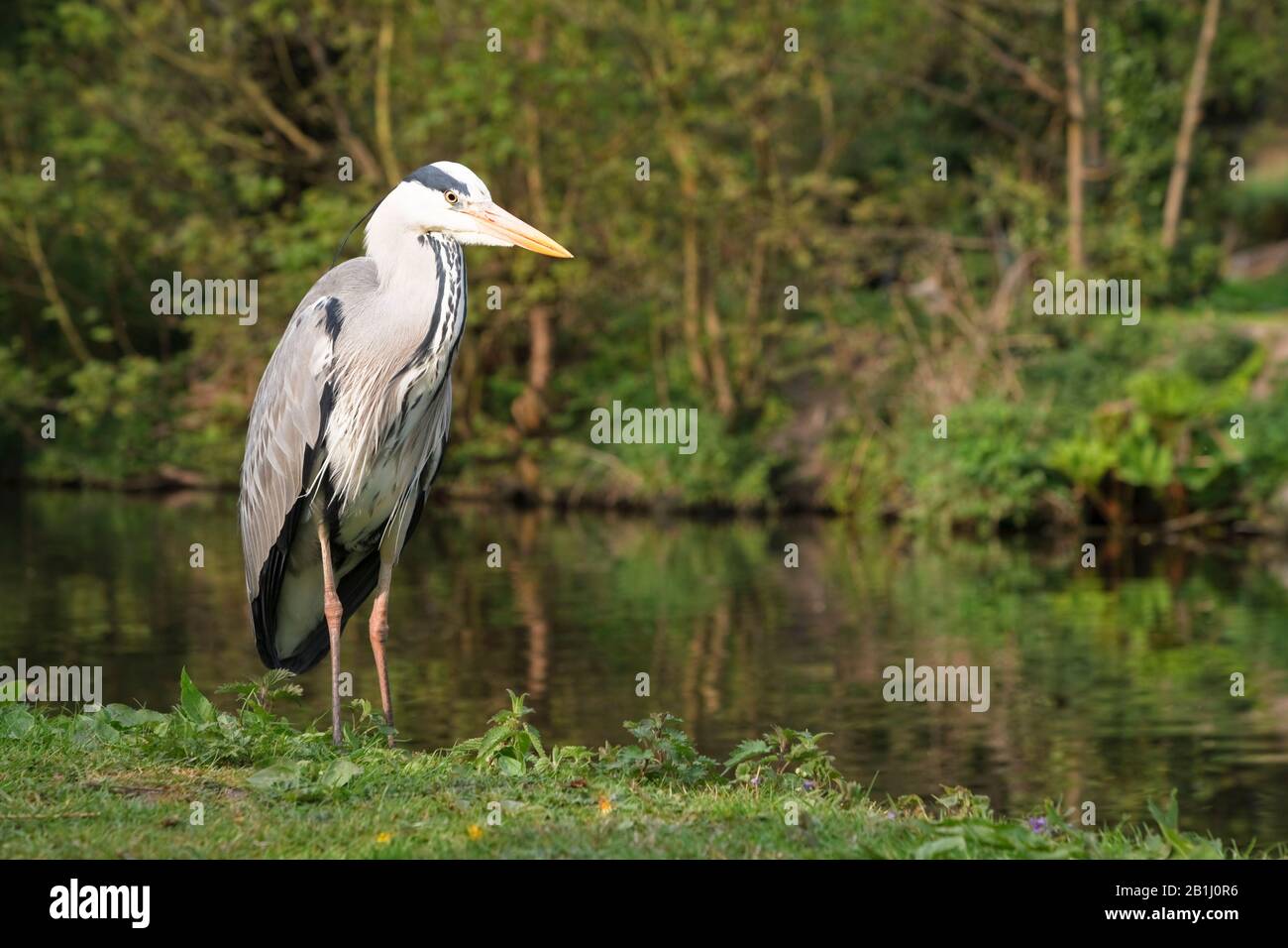 Grey heron standing beside the Grand Union Canal near Uxbridge, UK Stock Photo