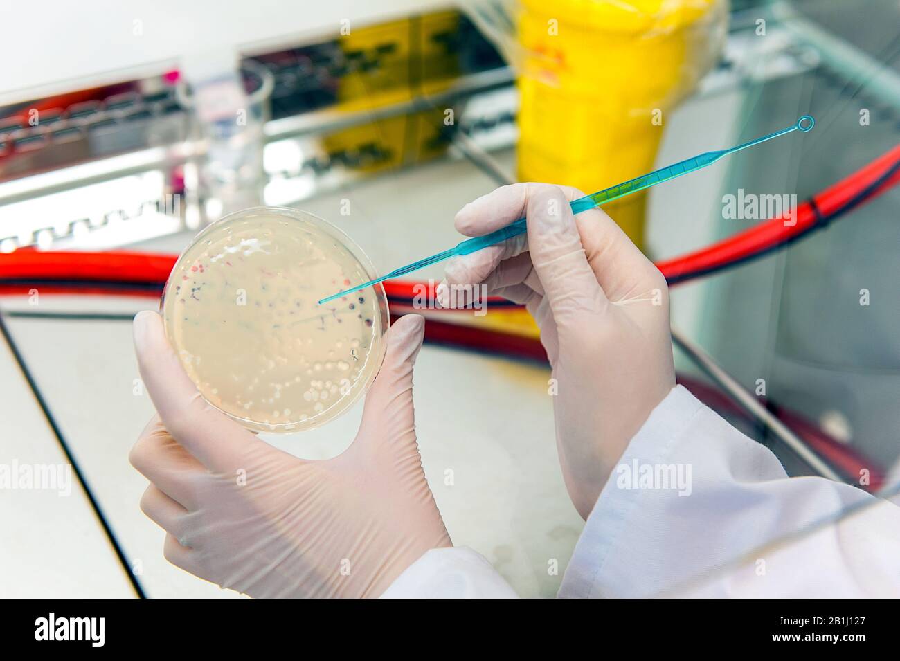 petri dish witch bacterial culture and bacteriophage plaques in biotechnological laboratory Stock Photo